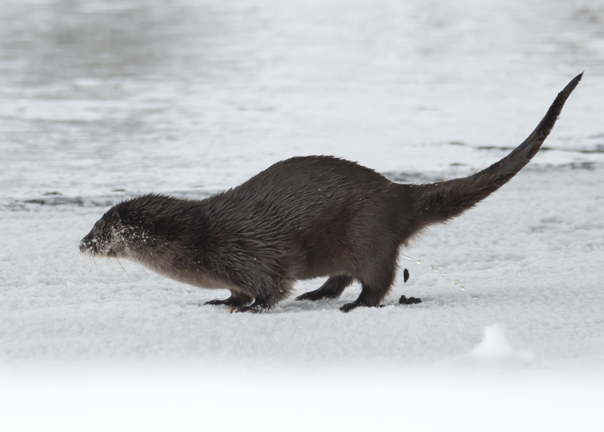 Valokuvaaja: Päivi Kiiskinen-Mustonen