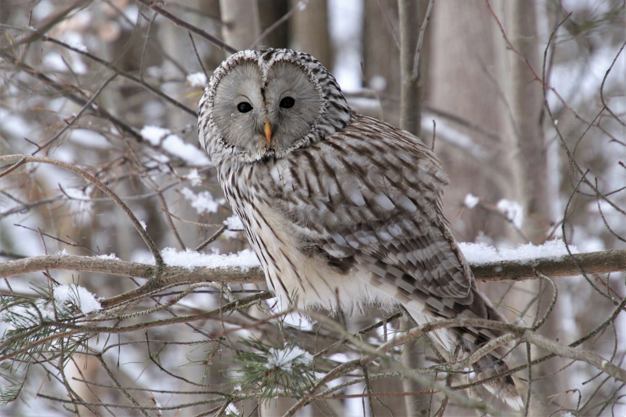 Valokuvaaja: Pirjo Hokkanen