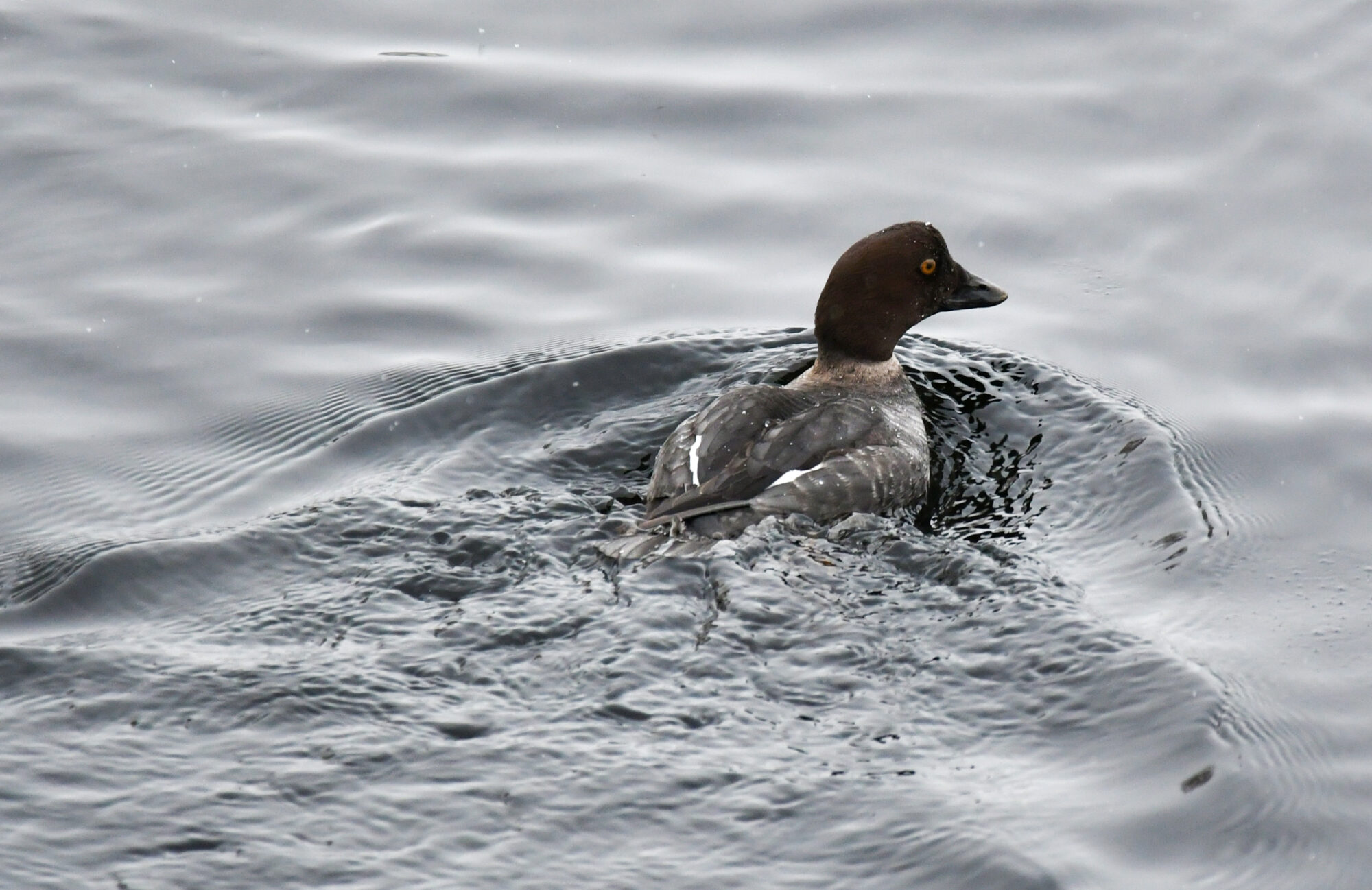 Valokuvaaja: Matti Manninen Valokuvaaja: Matti Manninen