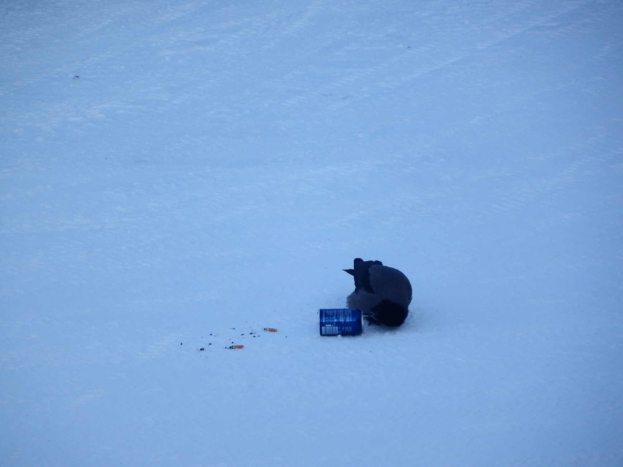 Valokuvaaja: Toni Asikainen