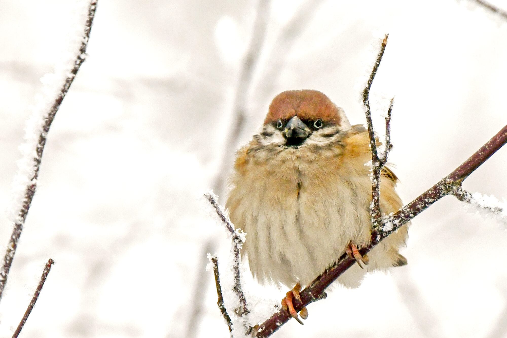 Valokuvaaja: Esko Pihl