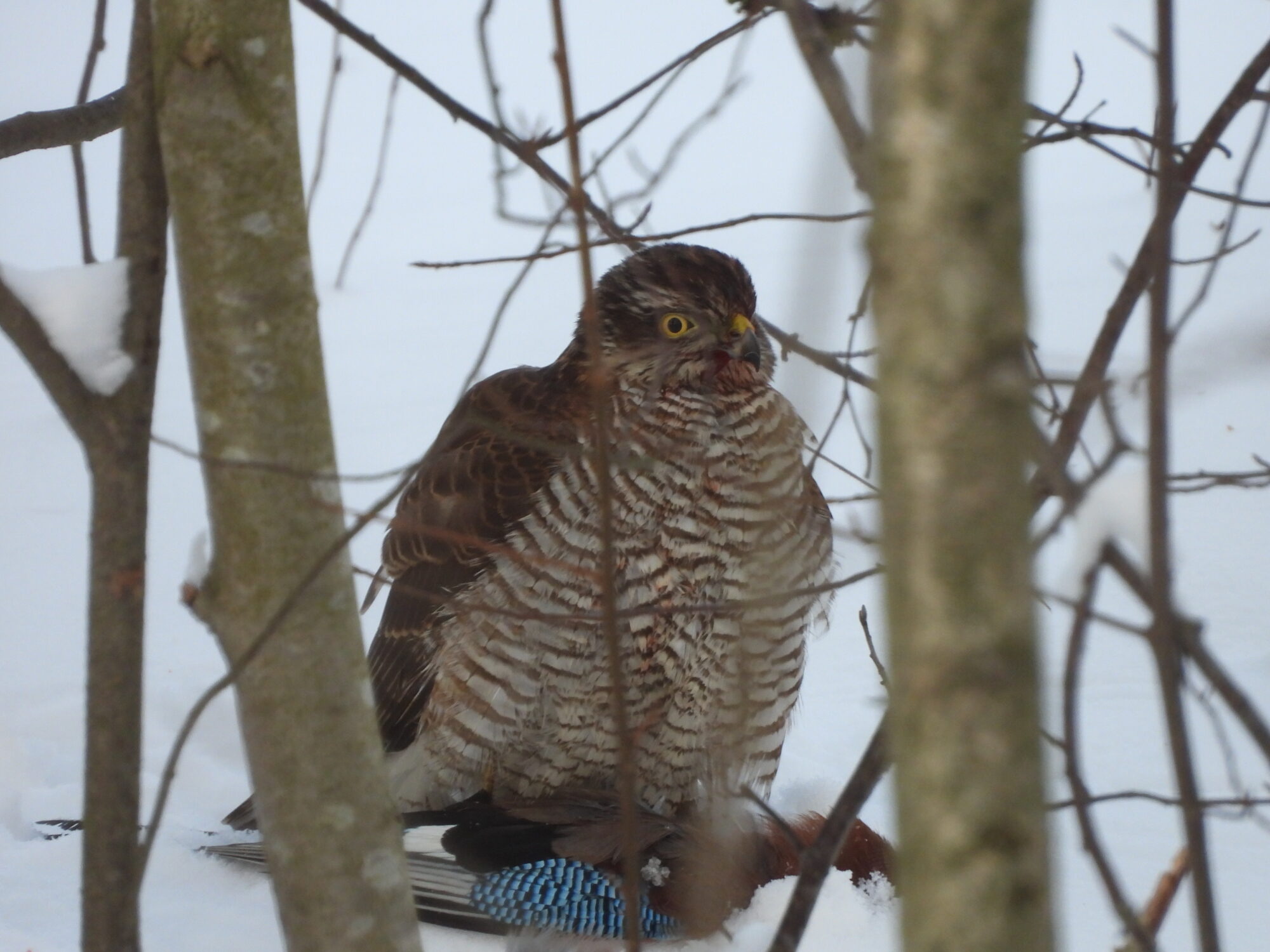 Valokuvaaja: Jorma Eskola