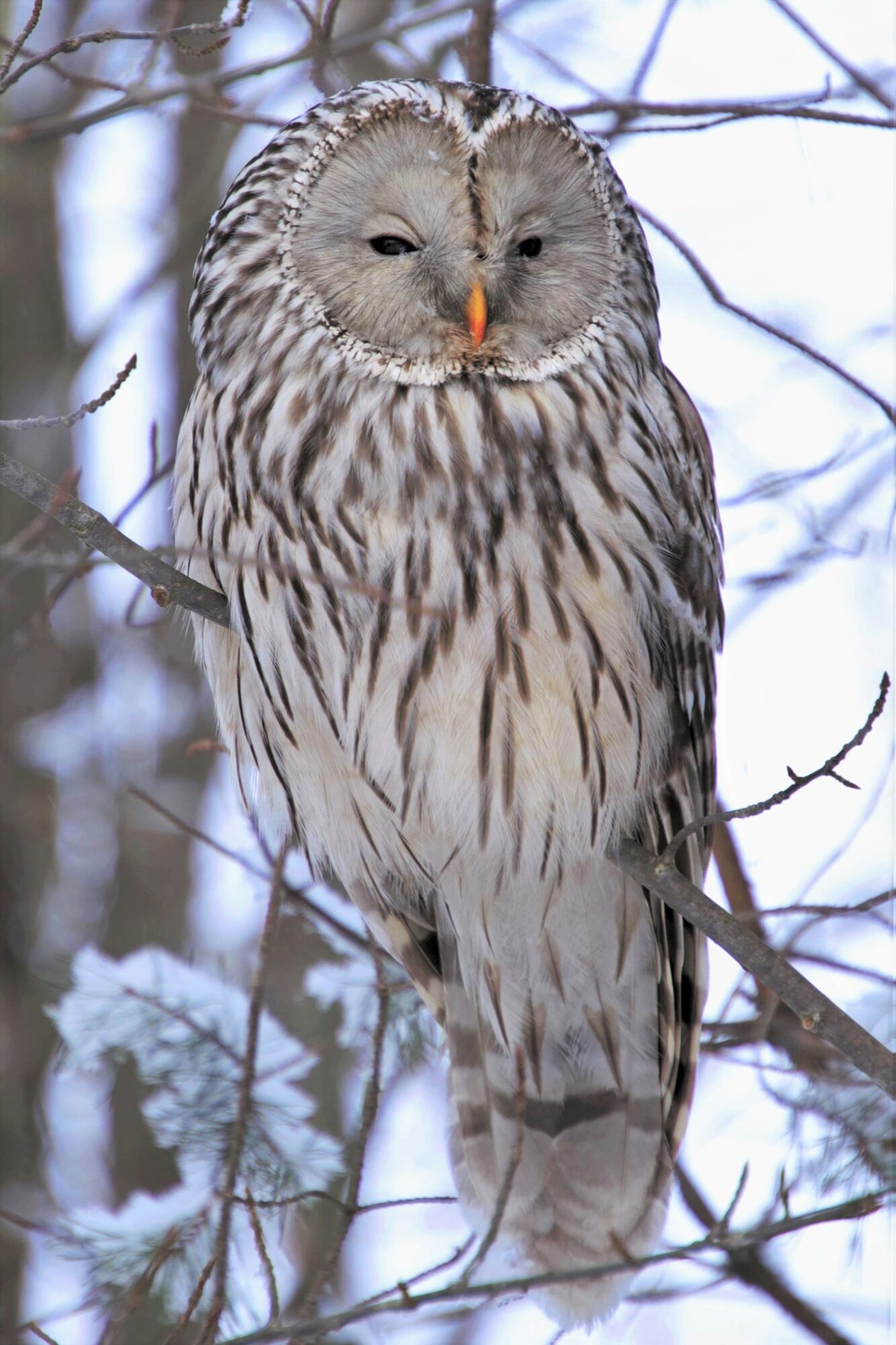 Valokuvaaja: Pirjo Hokkanen