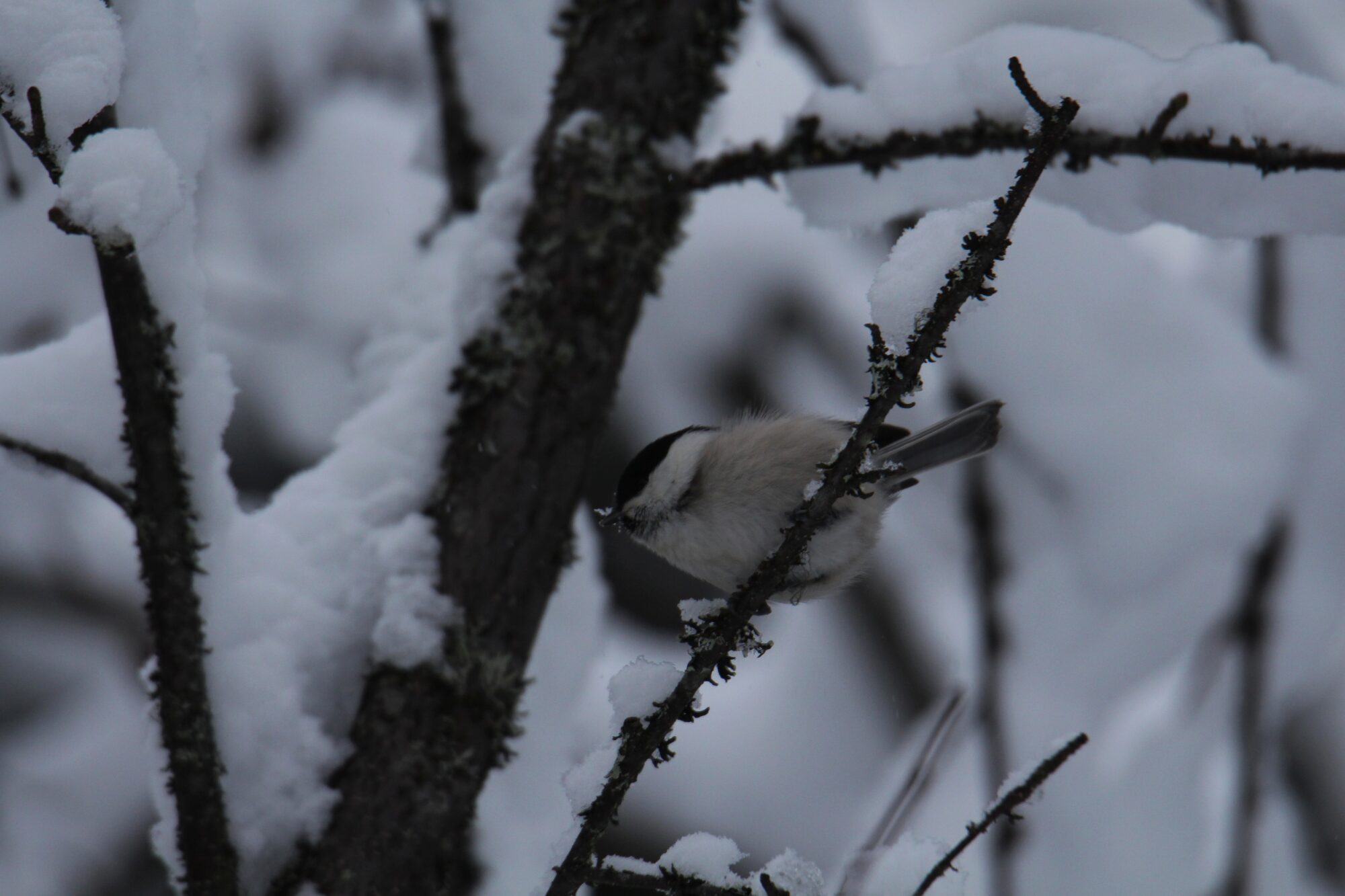 Valokuvaaja: Jaana Saarelainen