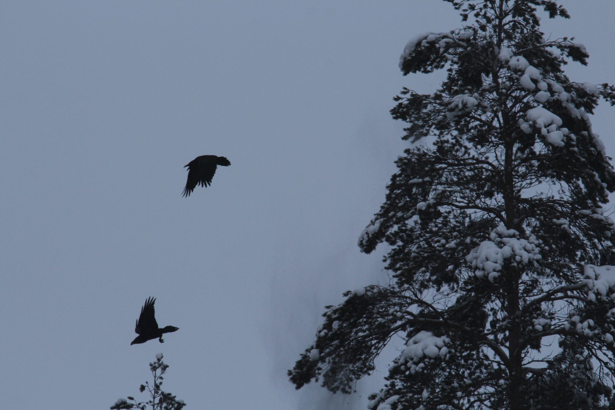 Valokuvaaja: Jaana Saarelainen