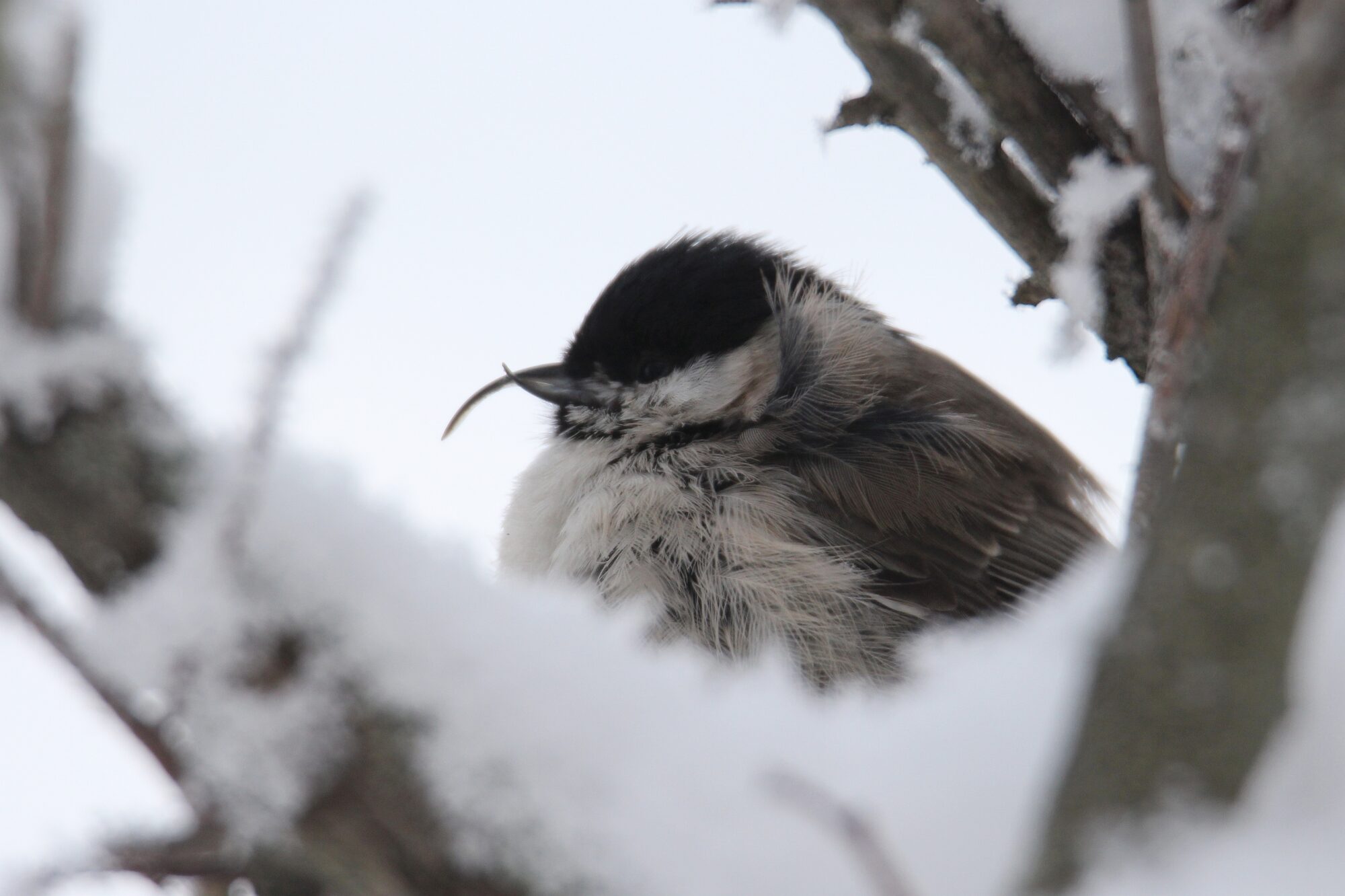 Valokuvaaja: Jaana Saarelainen