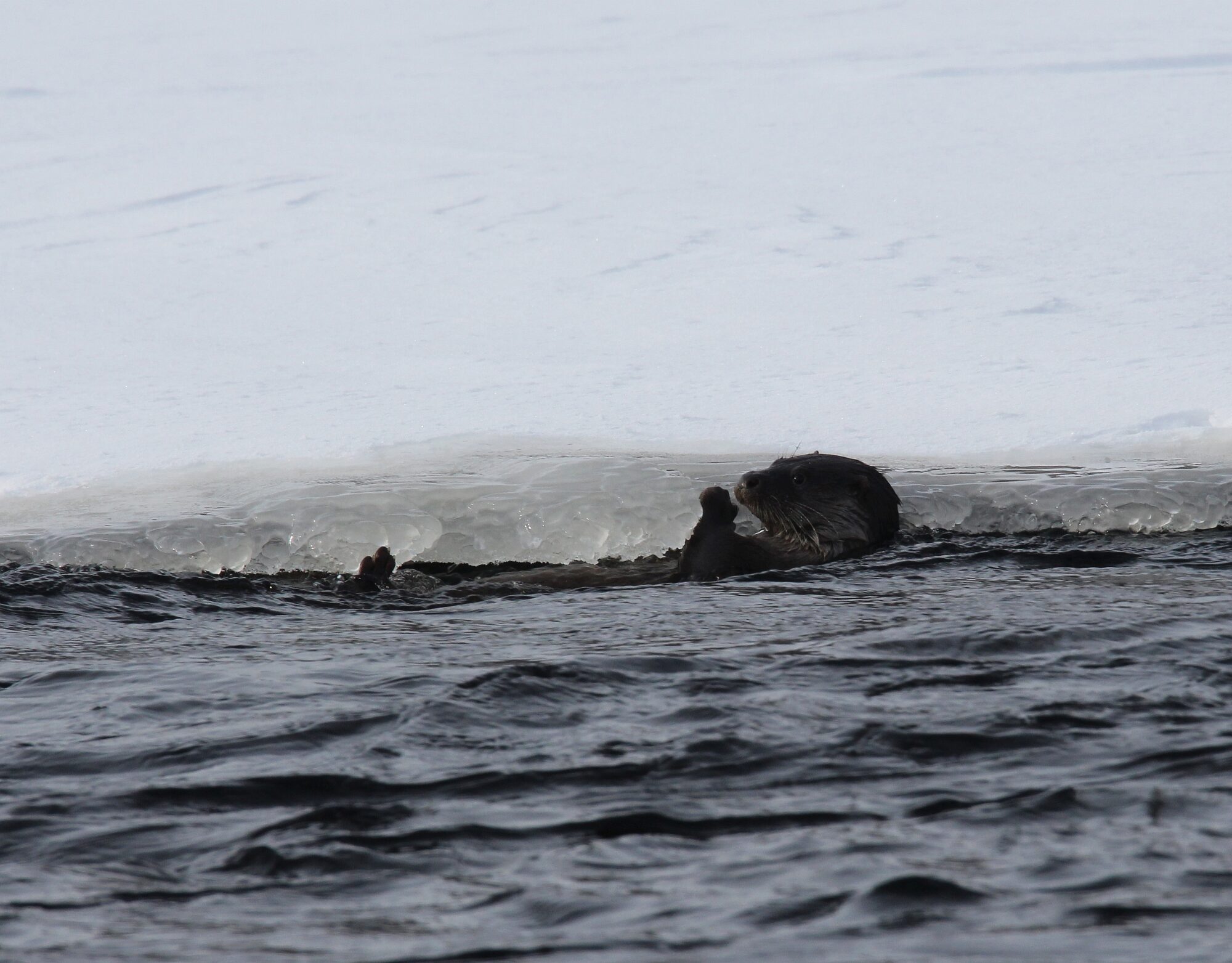 Valokuvaaja: Jaana Saarelainen Valokuvaaja: Jaana Saarelainen