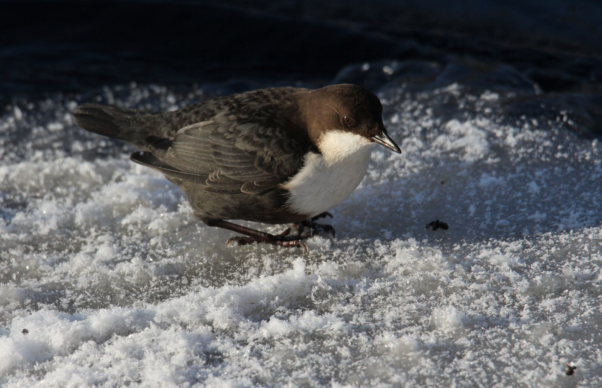 Valokuvaaja: Jaana Saarelainen Valokuvaaja: Jaana Saarelainen
