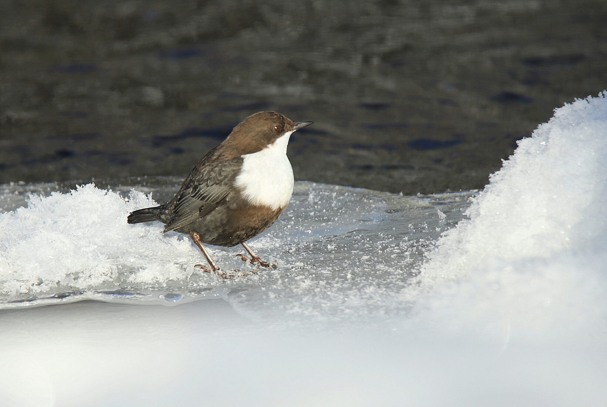 Valokuvaaja: sirpa jyske
