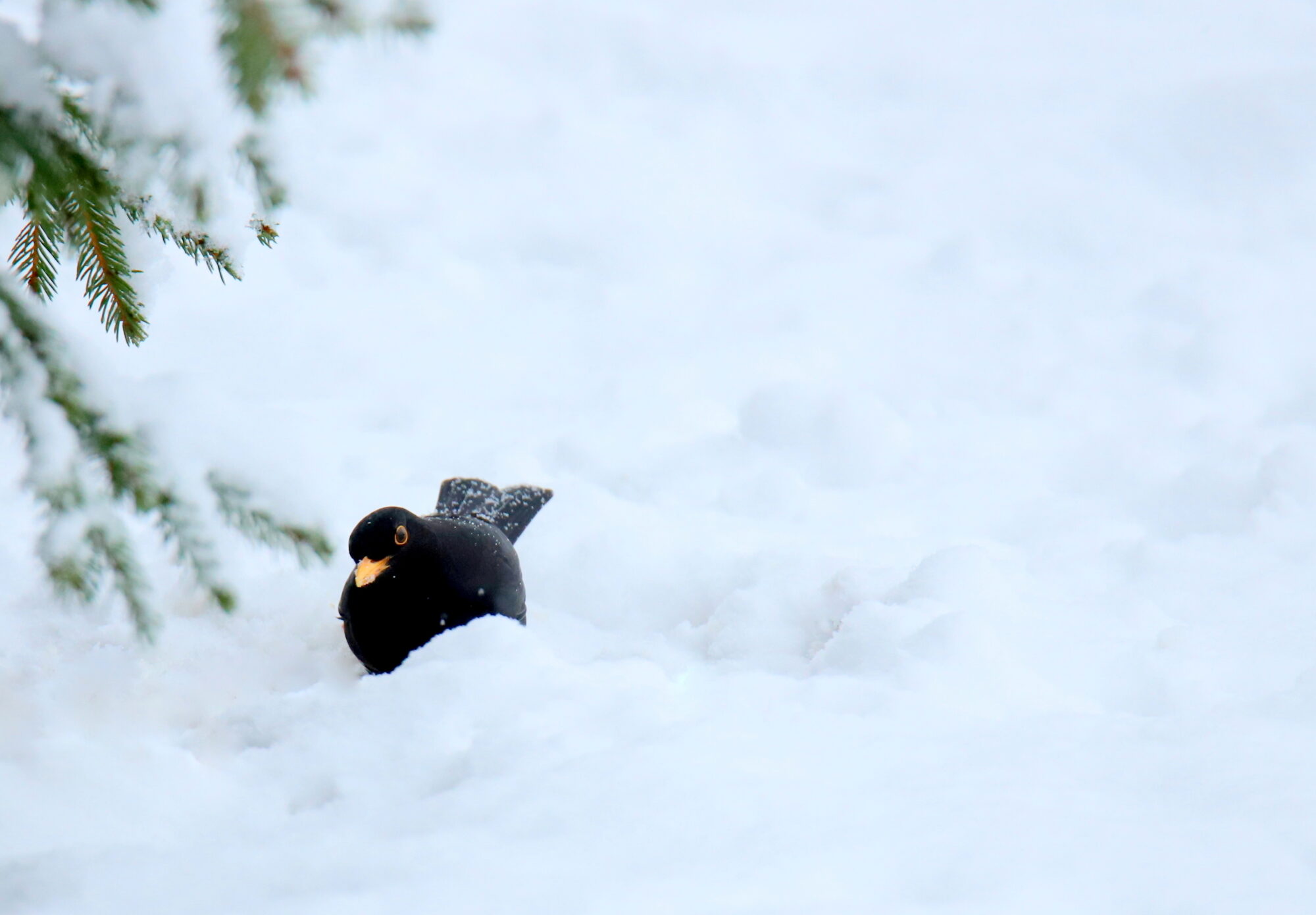 Valokuvaaja: sirpa jyske