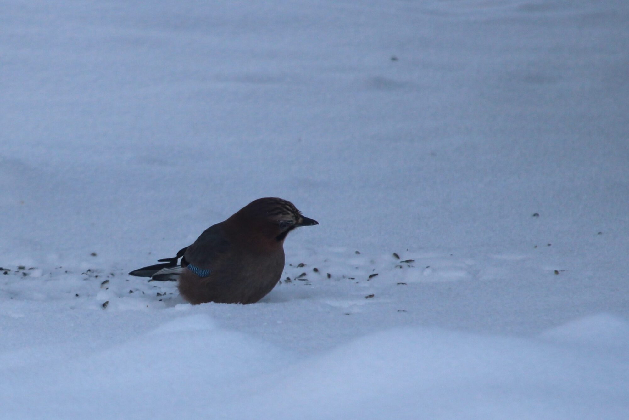 Valokuvaaja: Hanna Soikkeli