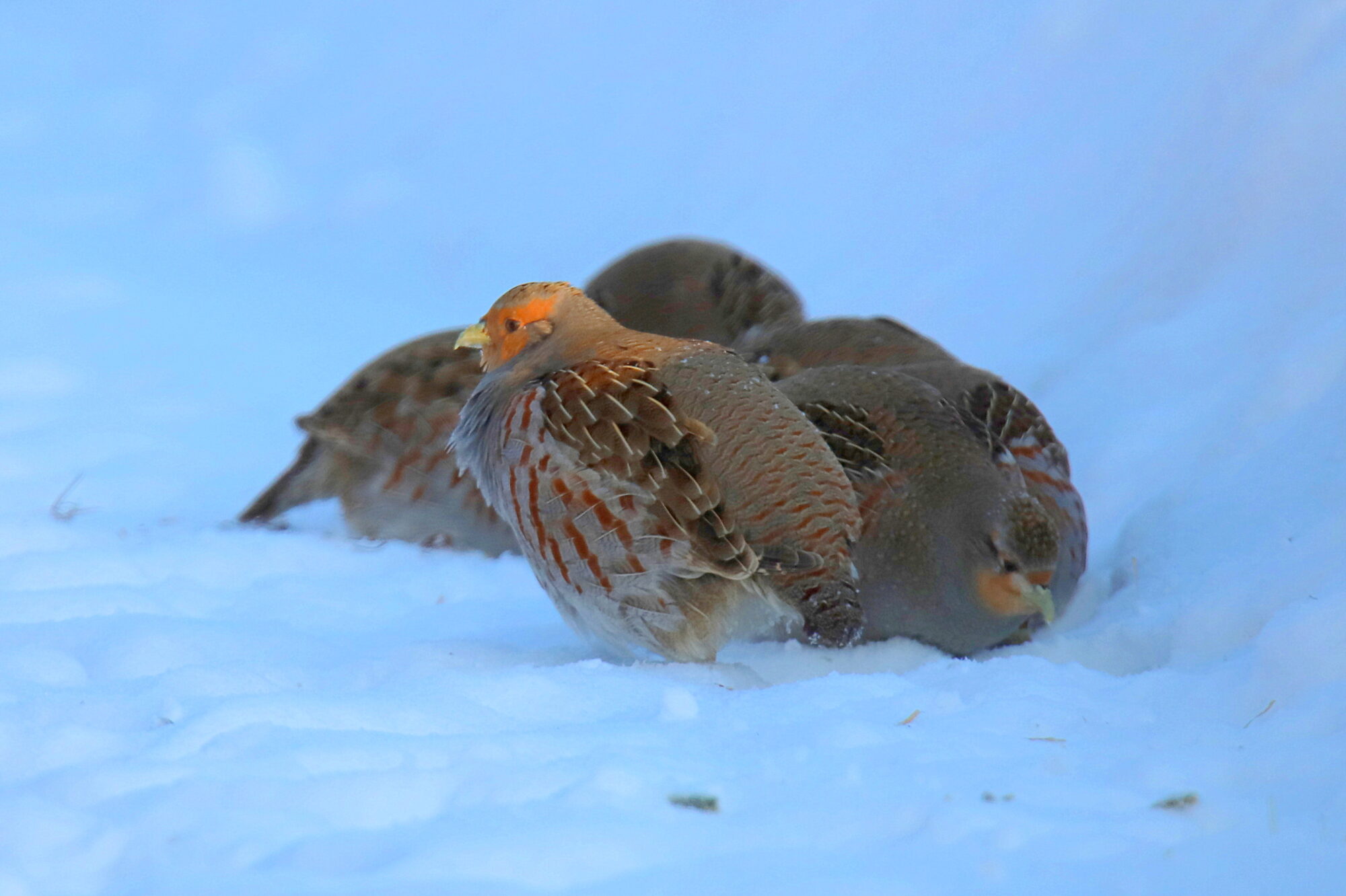 Valokuvaaja: sirpa jyske