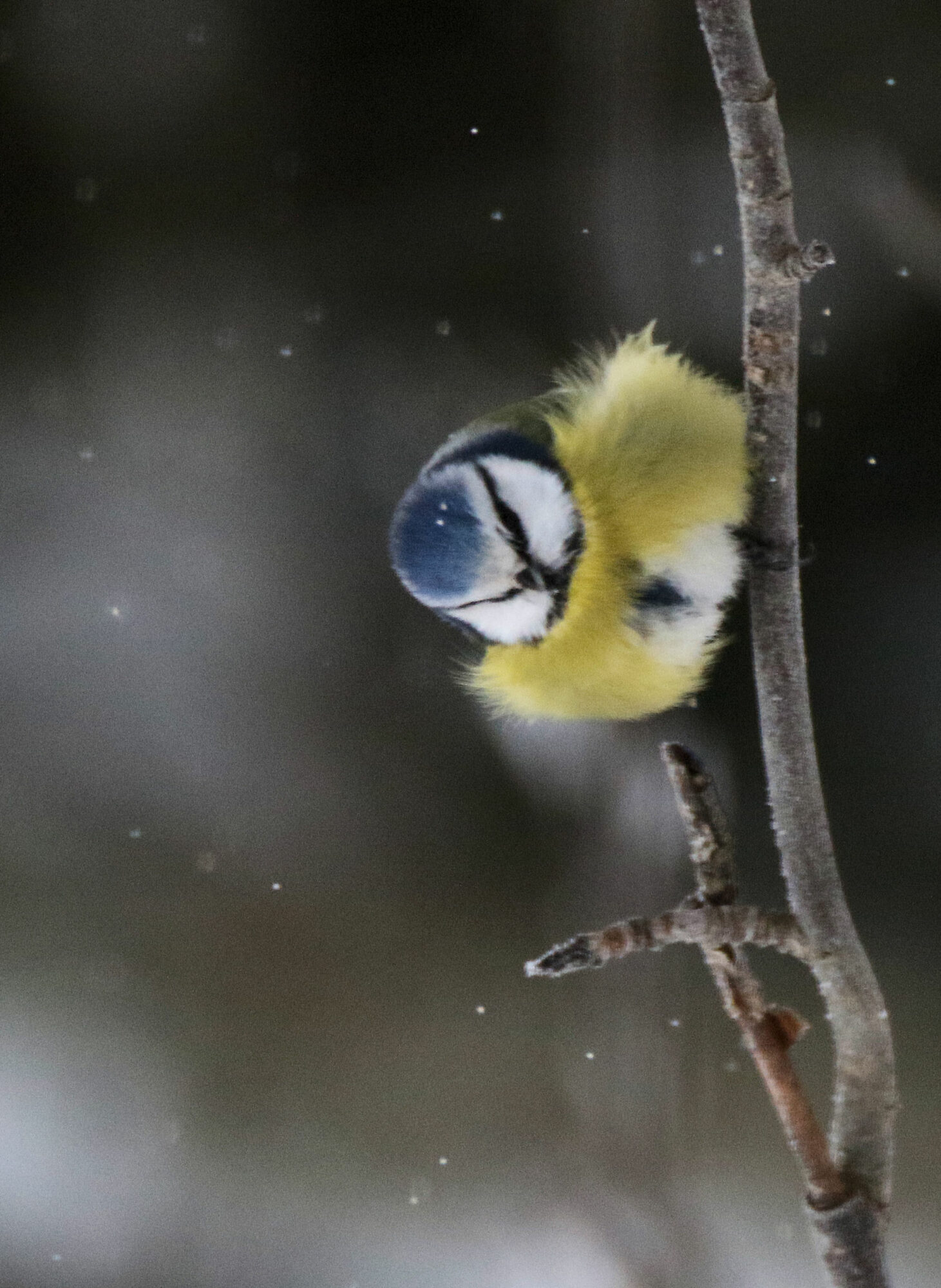 Valokuvaaja: Ahti Keränen Valokuvaaja: Ahti Keränen