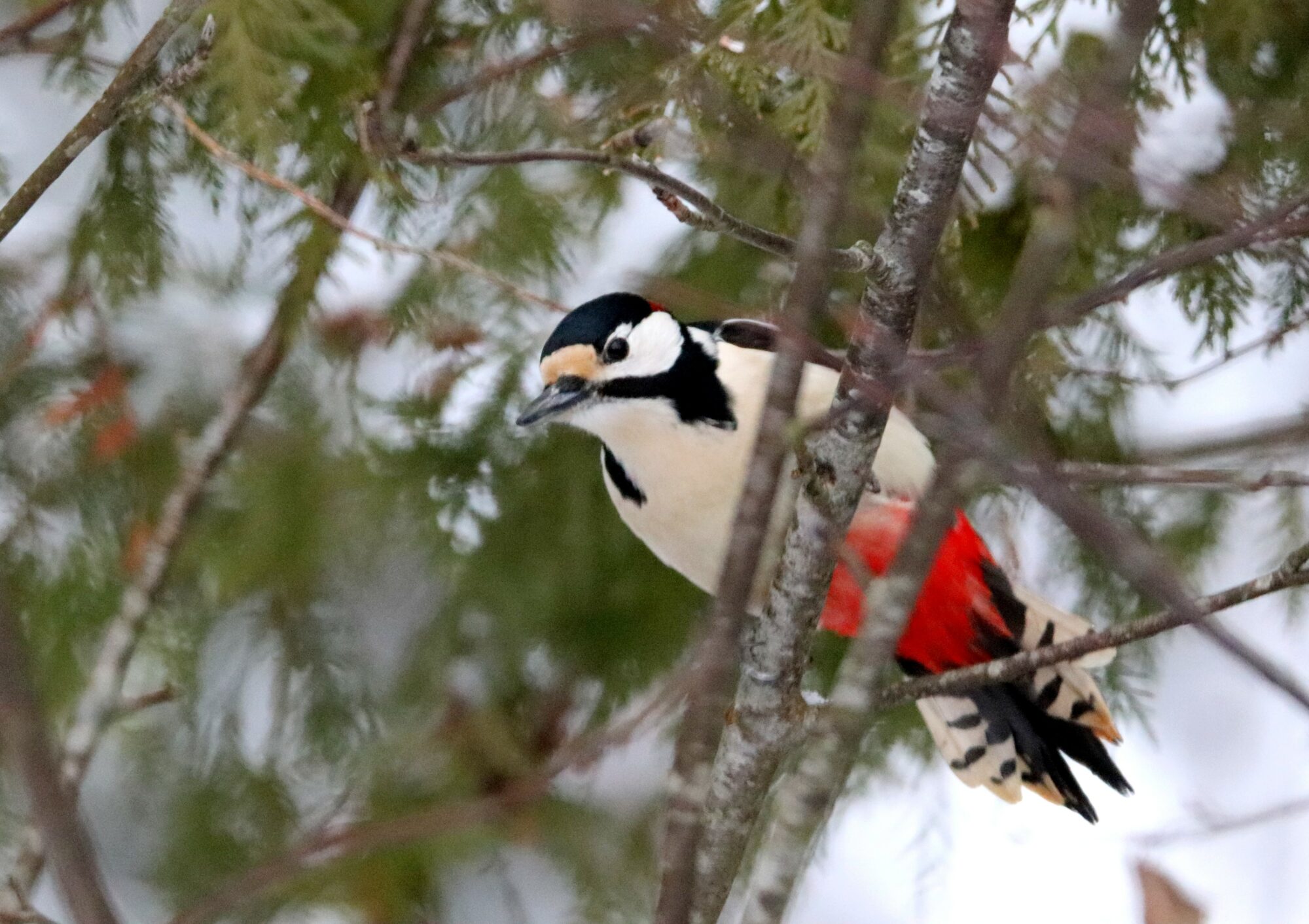 Valokuvaaja: Irja Lehtinen