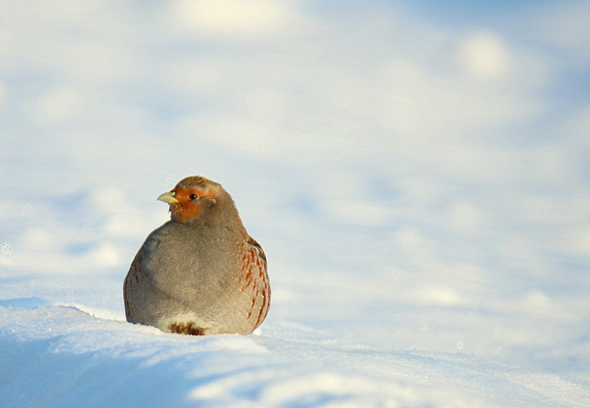 Valokuvaaja: sirpa jyske