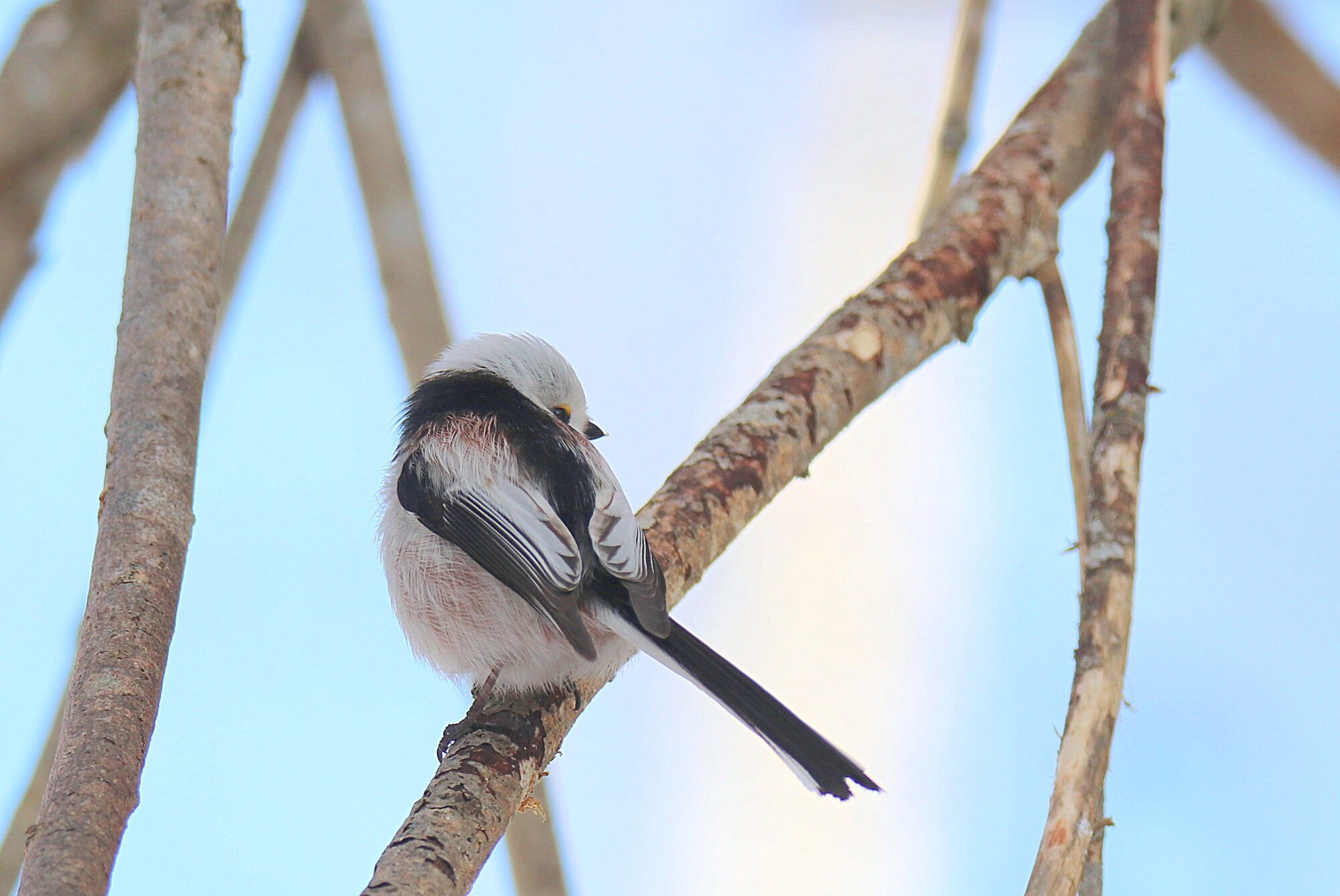 Valokuvaaja: sirpa jyske