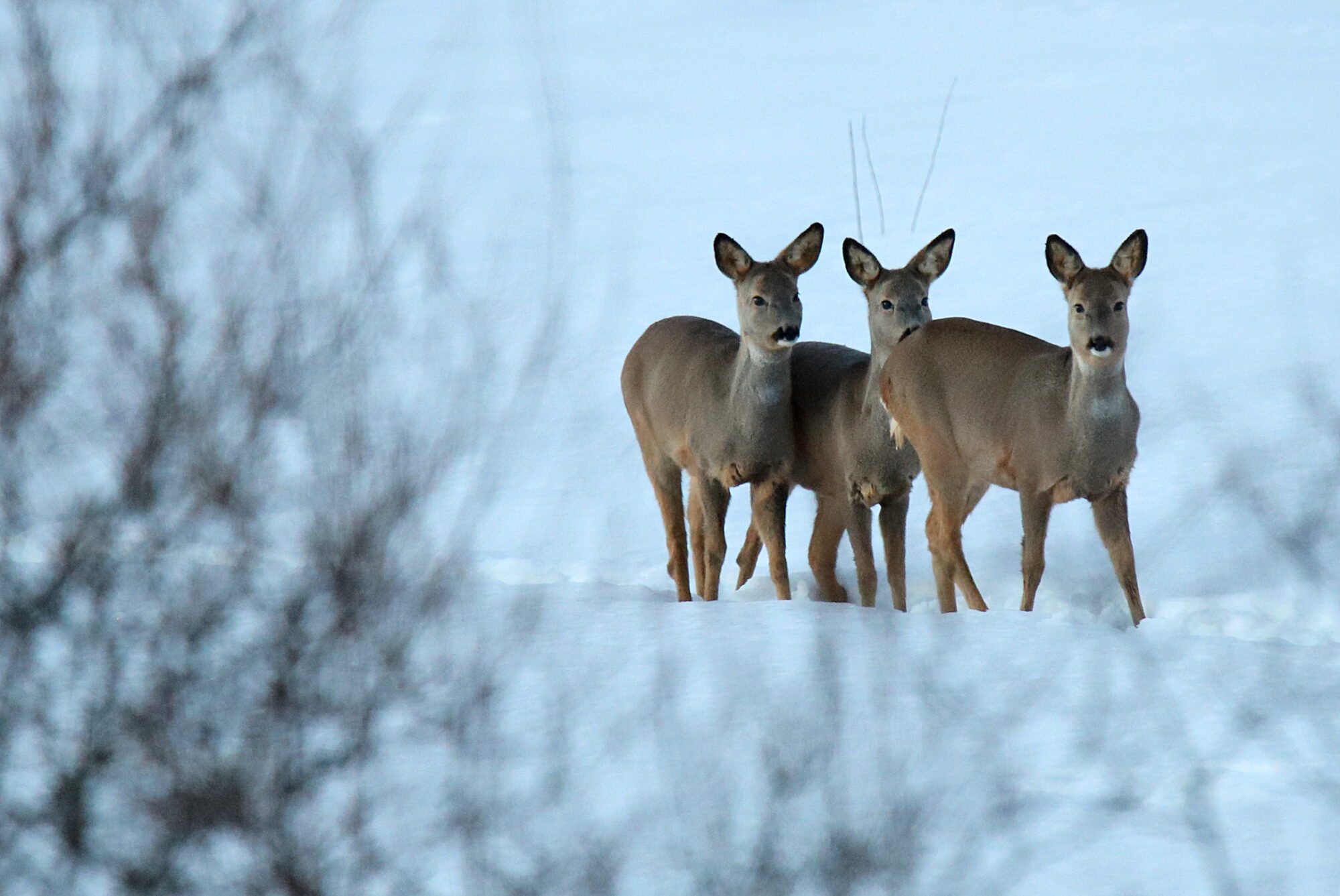 Valokuvaaja: sirpa jyske