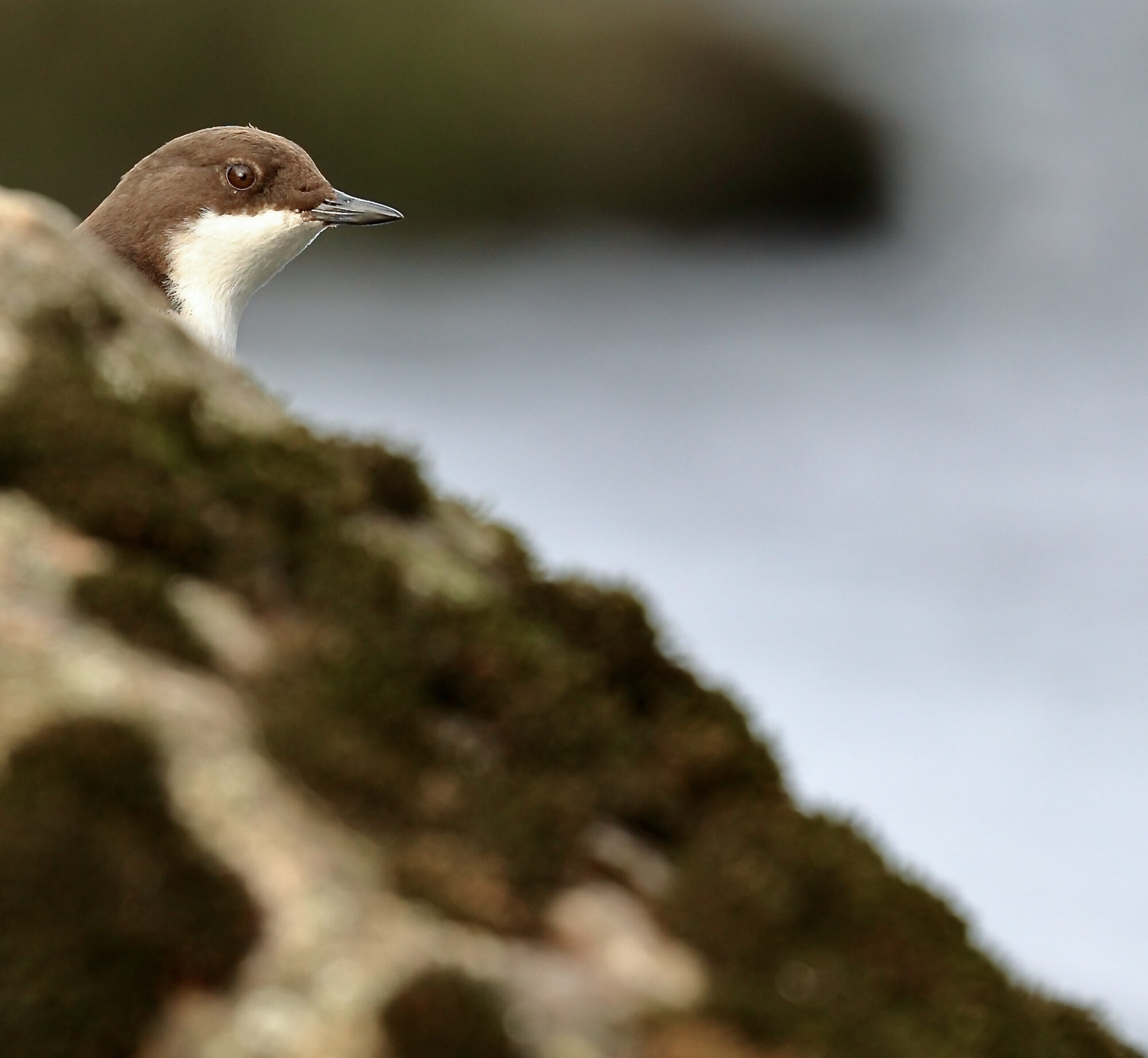Valokuvaaja: Ari Branthin
