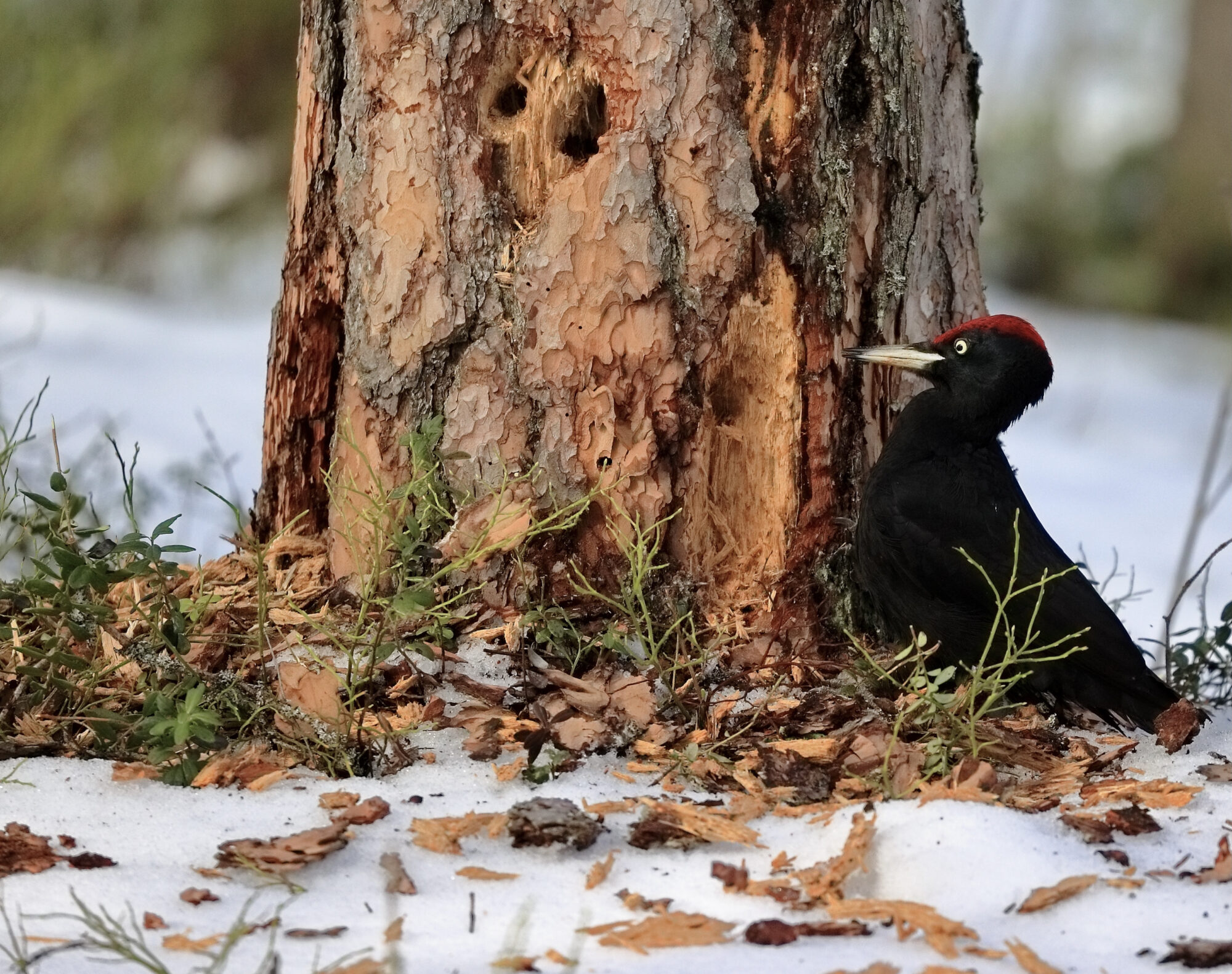 Valokuvaaja: Ari Branthin