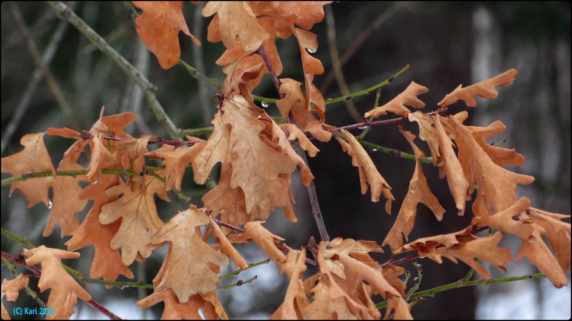 Valokuvaaja: Kari Saarinen