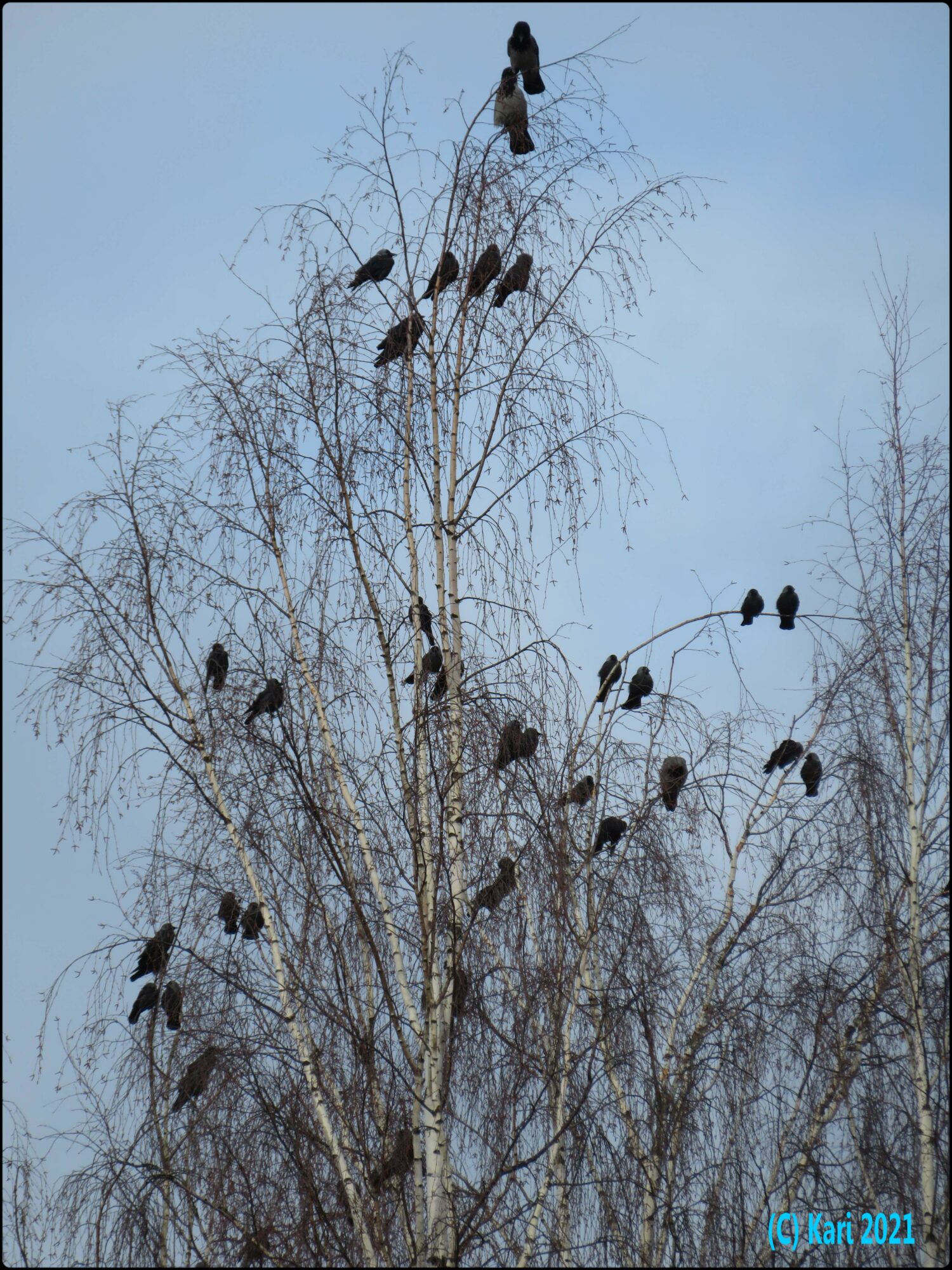 Valokuvaaja: Kari Saarinen