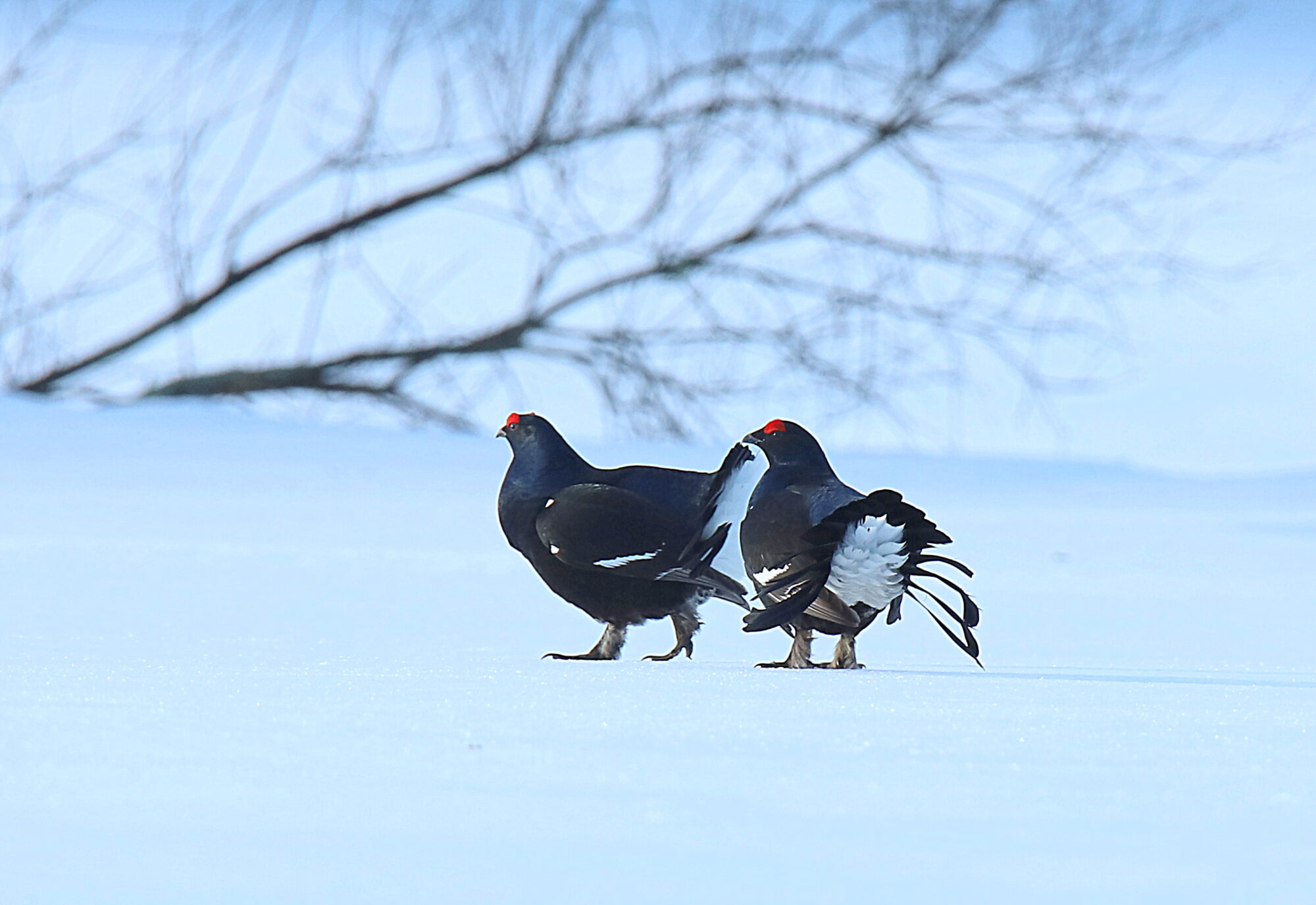 Valokuvaaja: sirpa jyske
