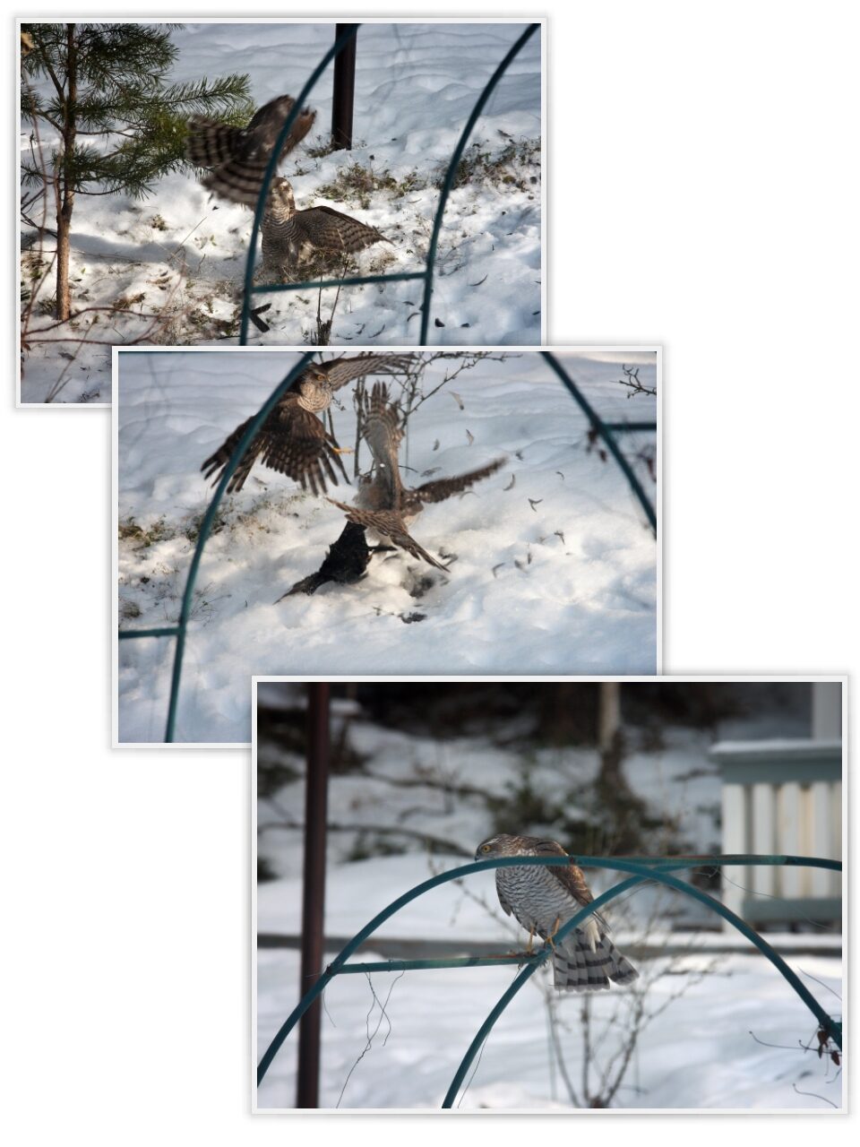 Valokuvaaja: Jari Laaksonen