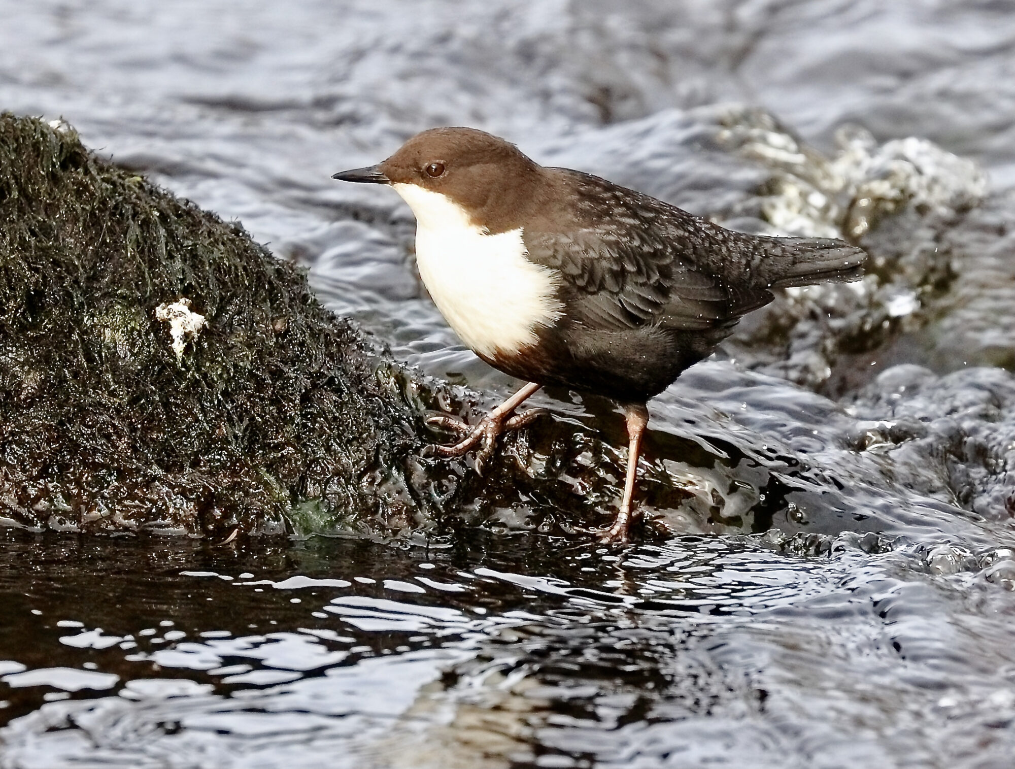 Valokuvaaja: Ari Branthin Valokuvaaja: Ari Branthin
