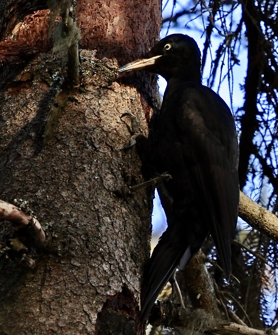 Valokuvaaja: Ari Branthin