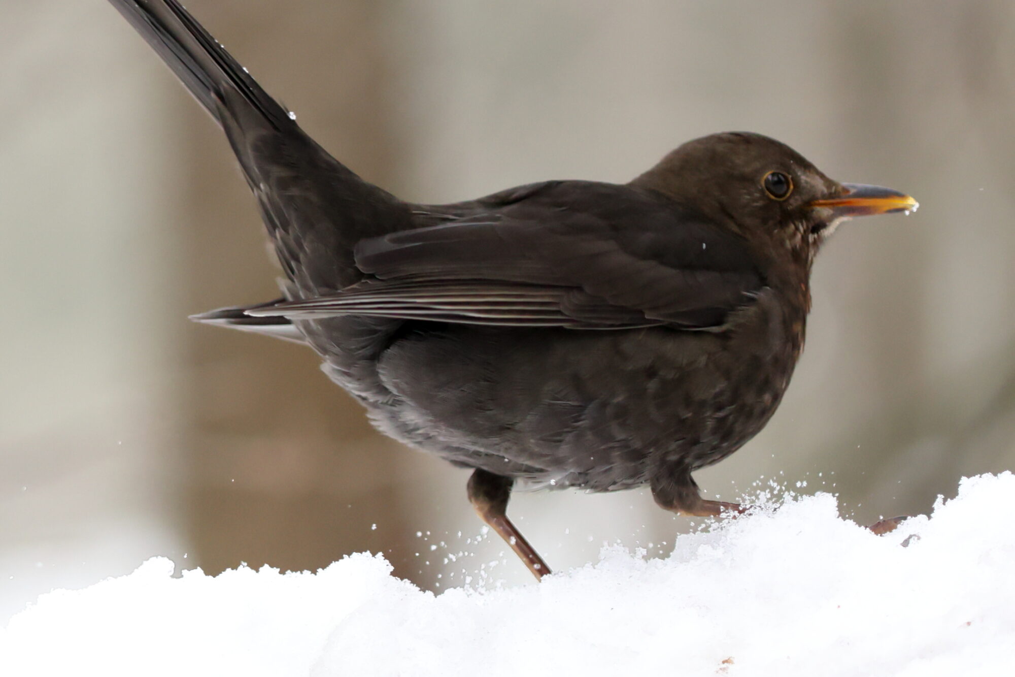 Valokuvaaja: Janne Salomeri
