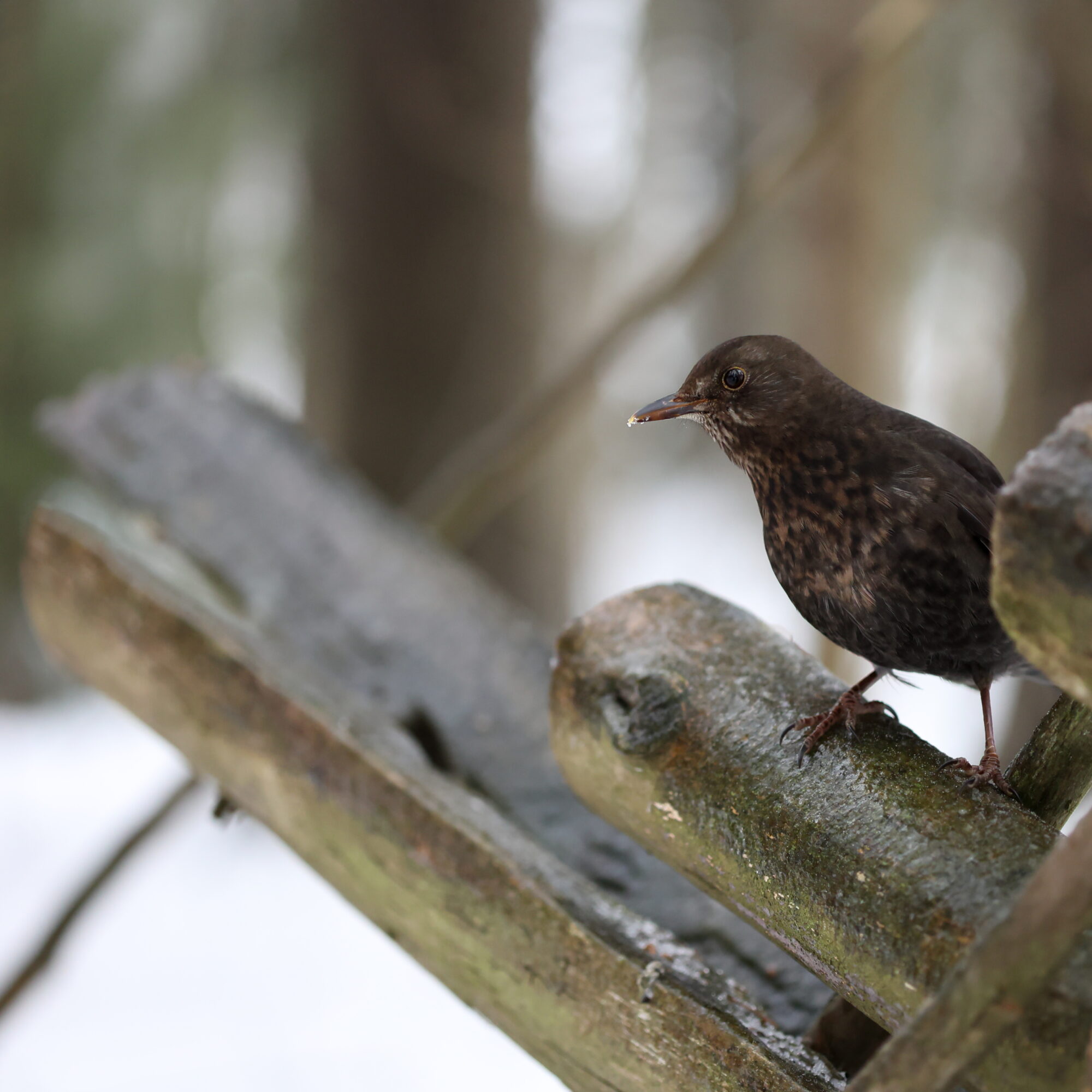 Valokuvaaja: Janne Salomeri