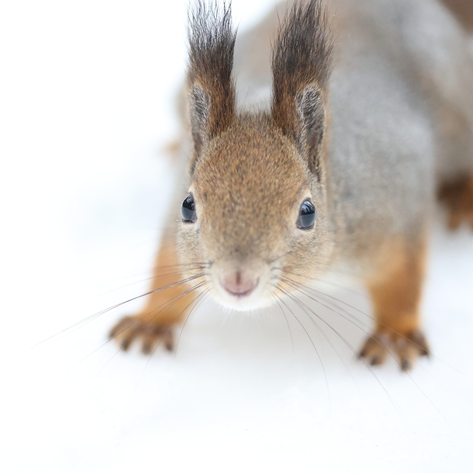 Valokuvaaja: Janne Salomeri