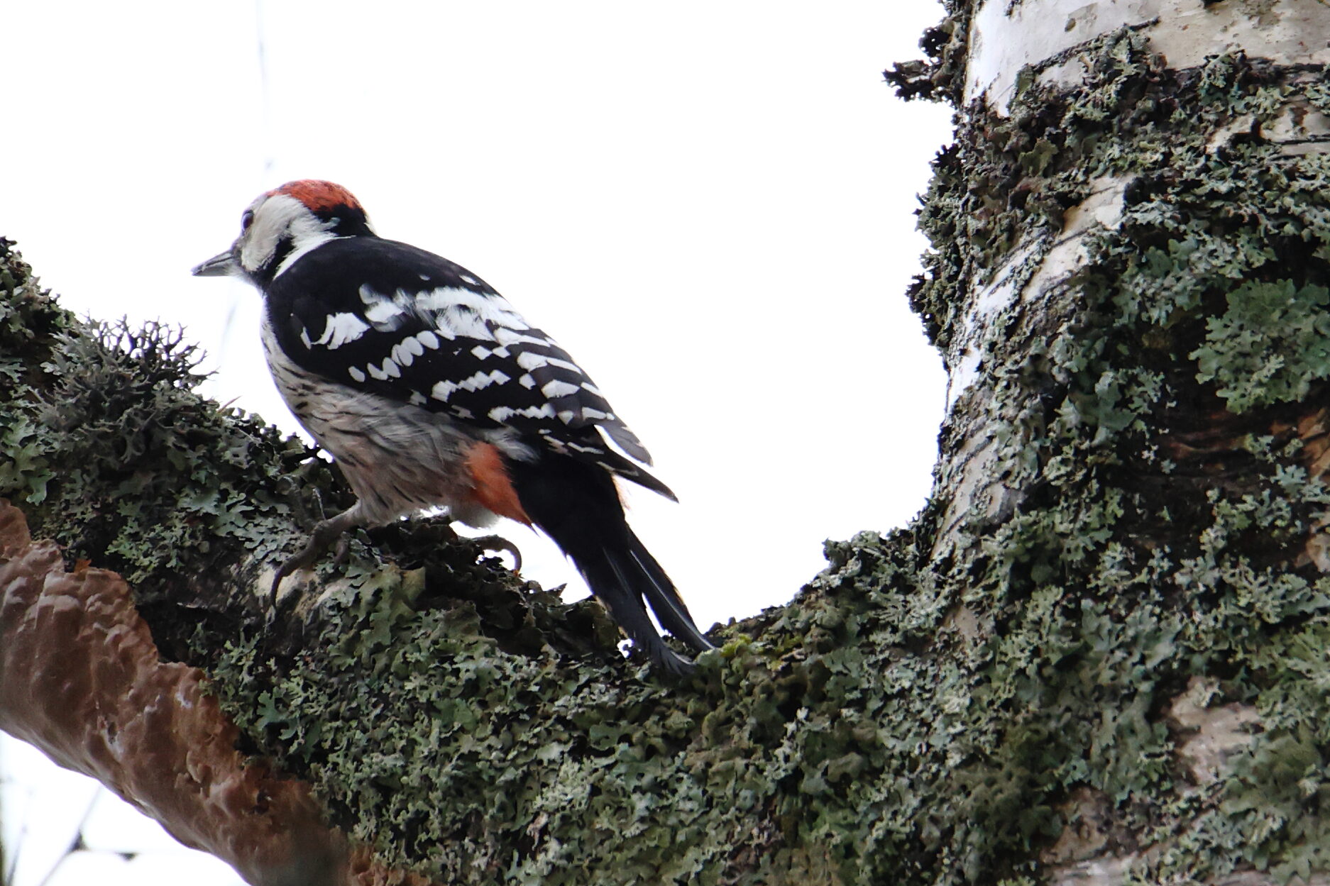 Valokuvaaja: Janne Salomeri
