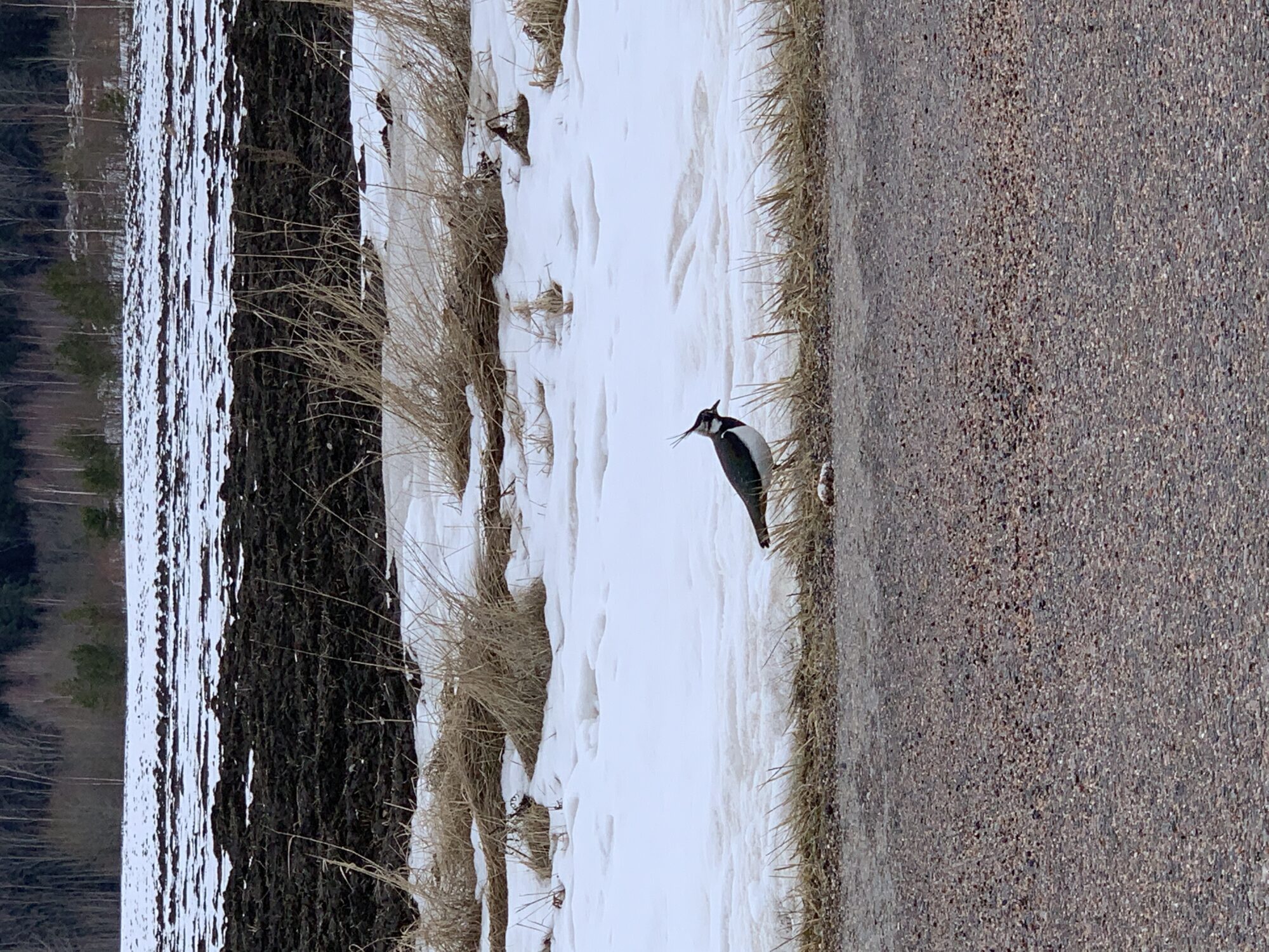 Valokuvaaja: Minna Terehov