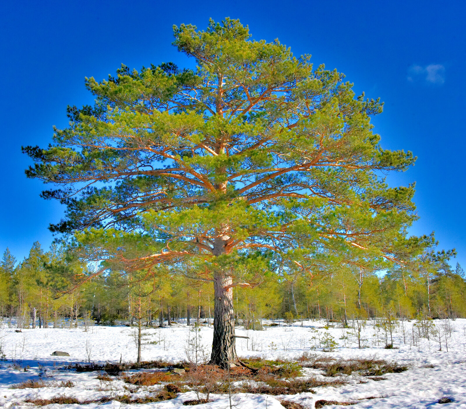 Valokuvaaja: Reijo Juurinen Valokuvaaja: Reijo Juurinen