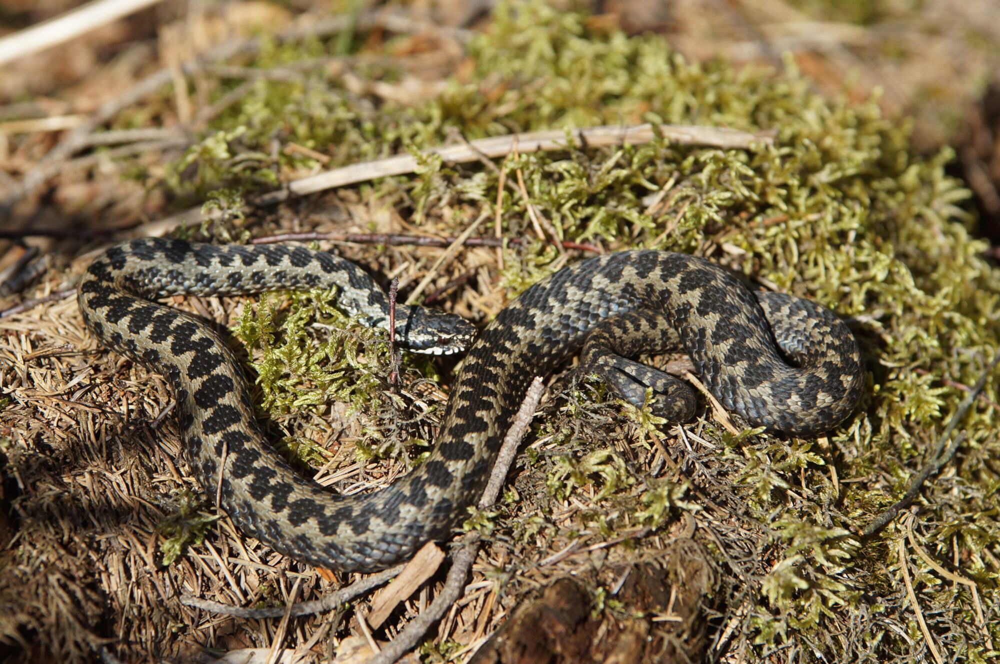 Valokuvaaja: Simo Päivärinta Valokuvaaja: Simo Päivärinta