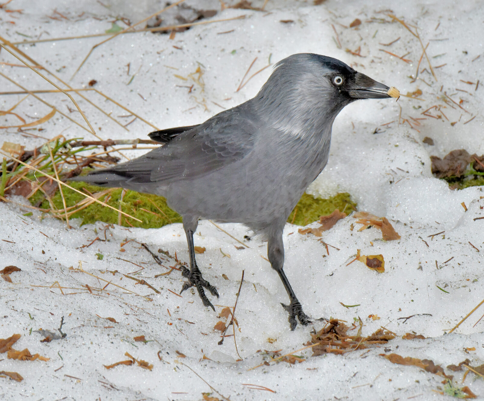 Valokuvaaja: Reijo Juurinen