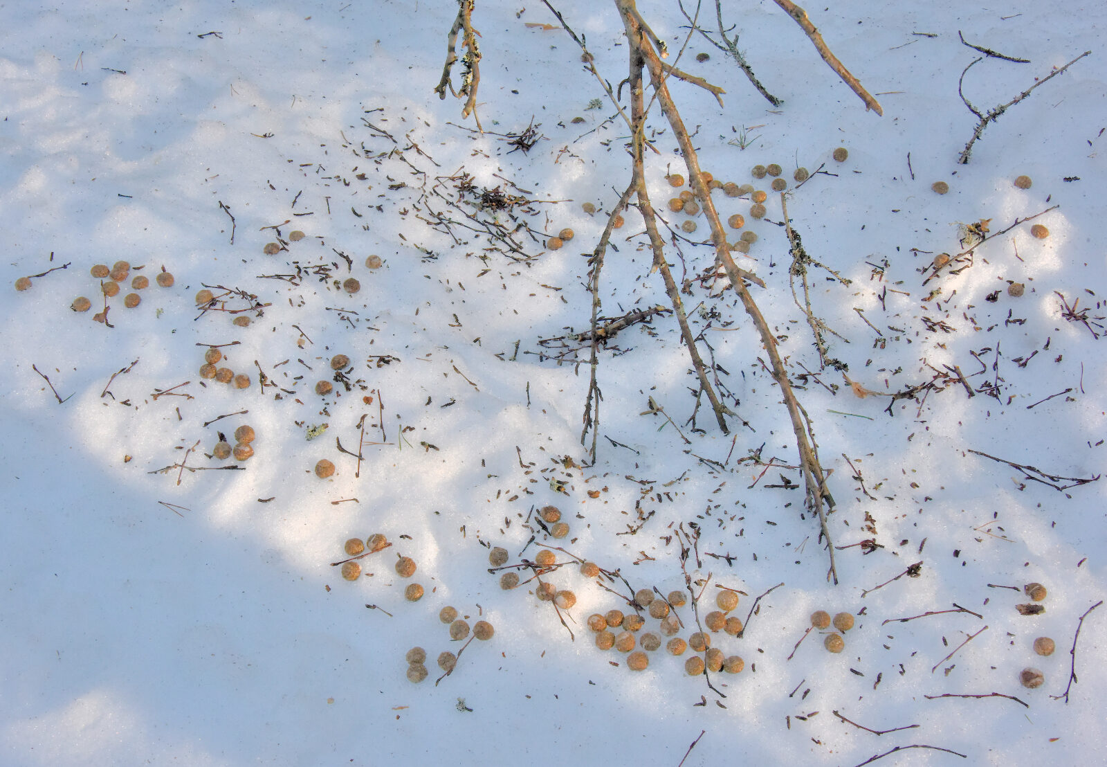 Valokuvaaja: Reijo Juurinen