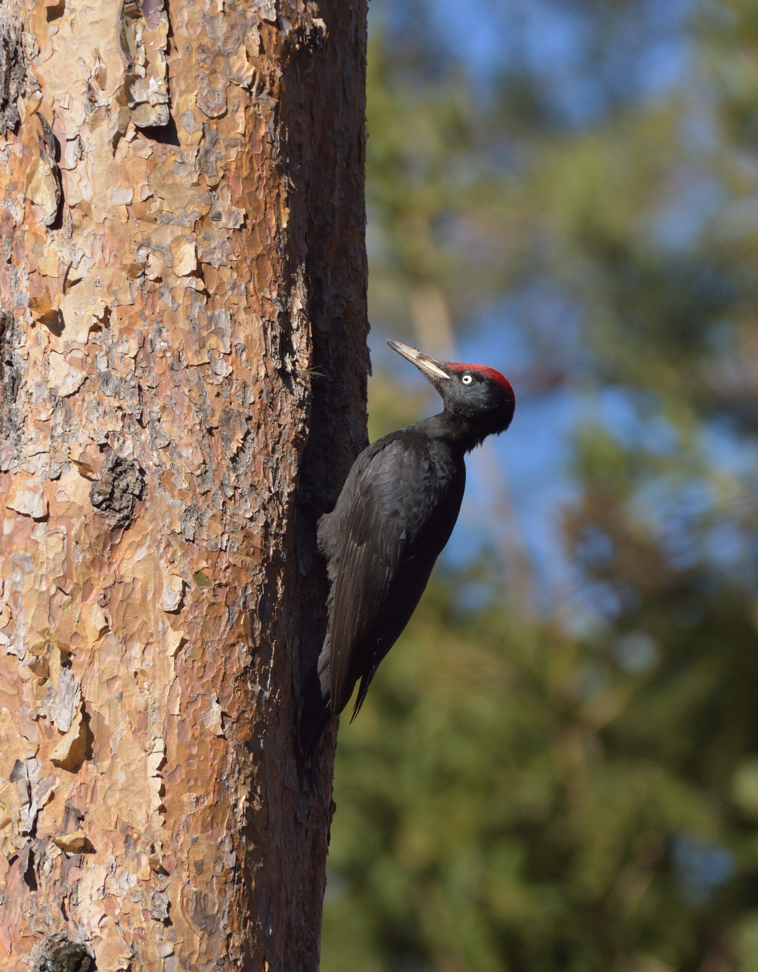 Valokuvaaja: Asko Heikkinen Valokuvaaja: Asko Heikkinen
