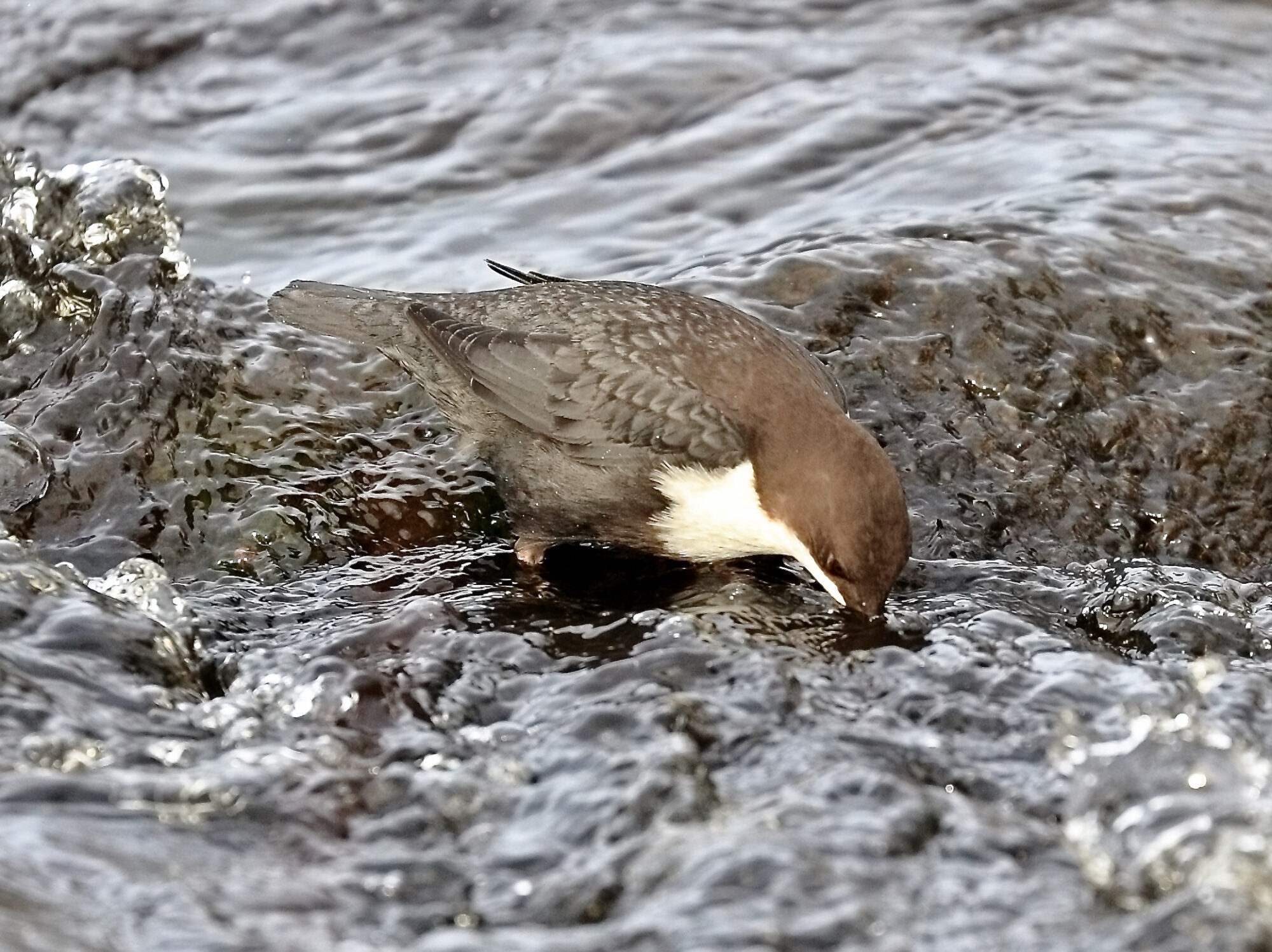 Valokuvaaja: Ari Branthin