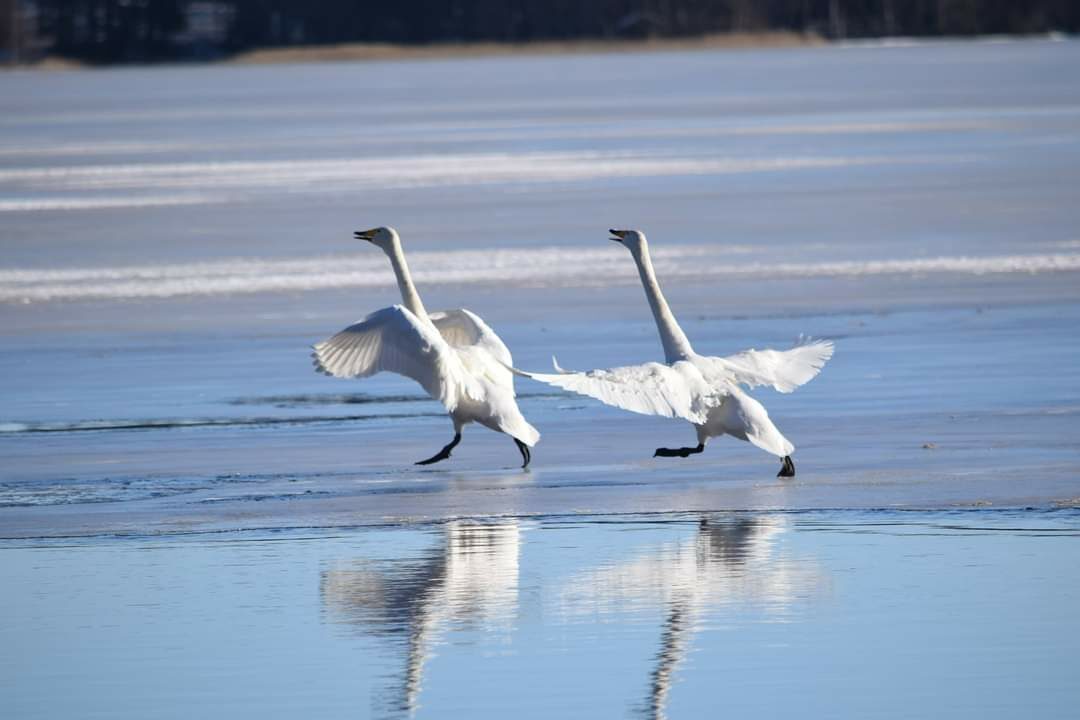 Valokuvaaja: Riitta Marjamäki Valokuvaaja: Riitta Marjamäki