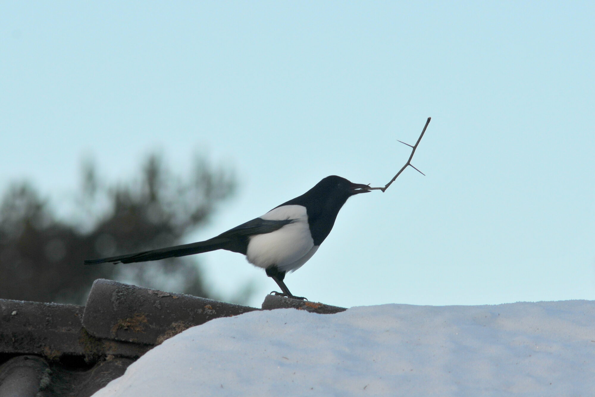 Valokuvaaja: Kaarlo Asikainen