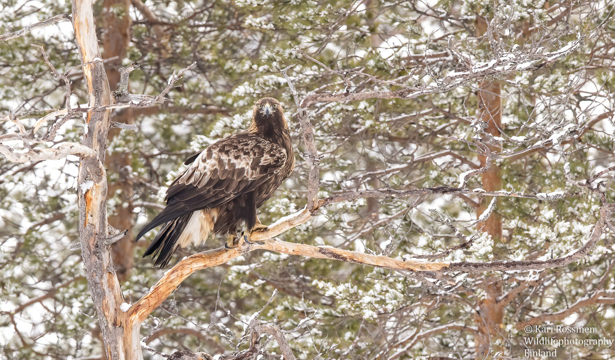 Valokuvaaja: Kari Rossinen
