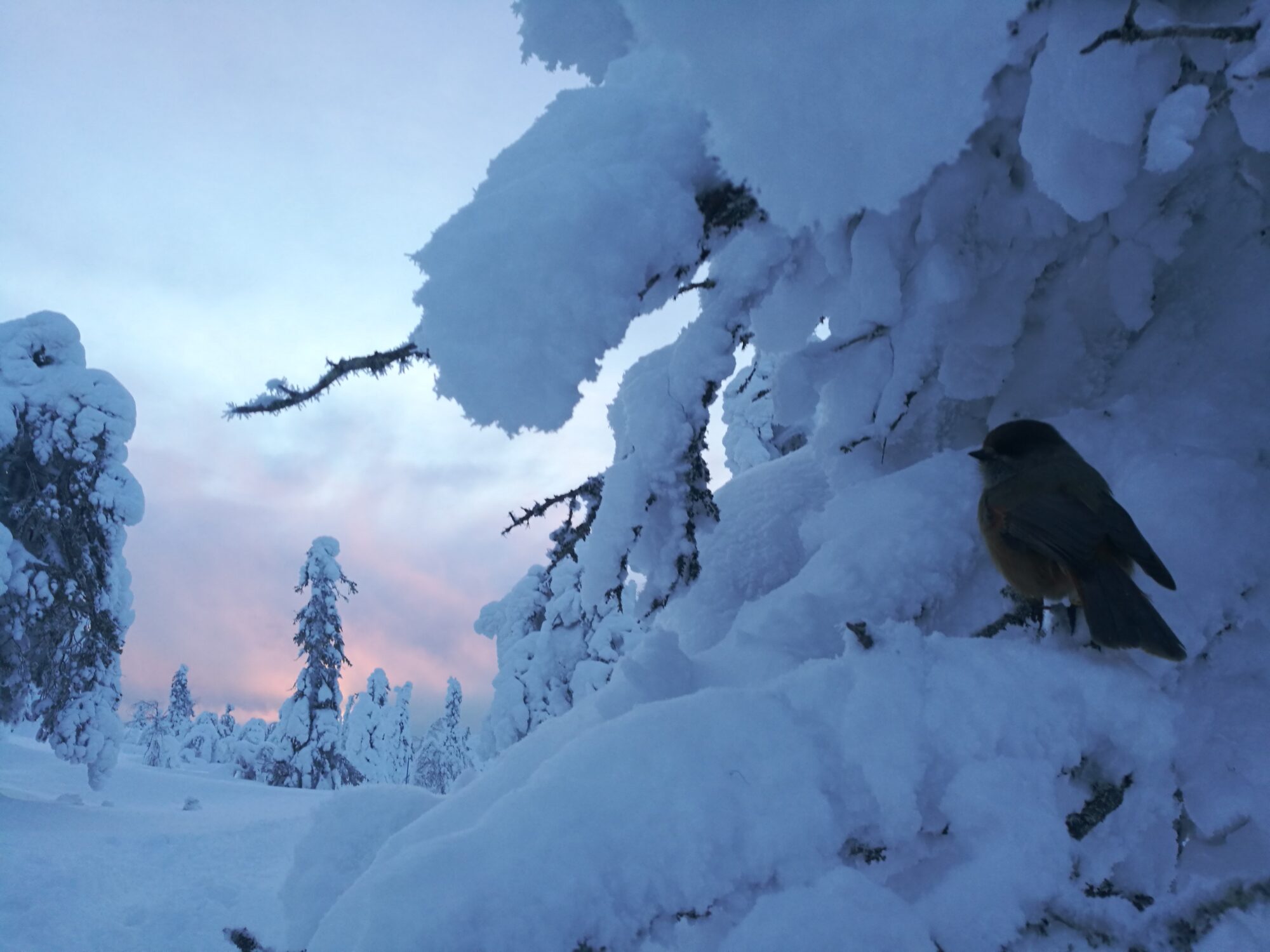 Valokuvaaja: Karoliina Toivonen