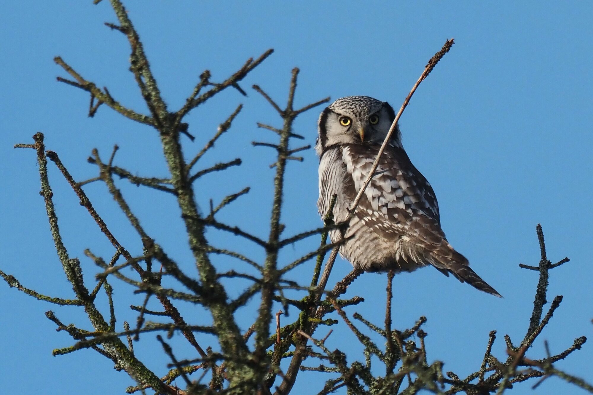 Valokuvaaja: Mikkola Irma Valokuvaaja: Mikkola Irma