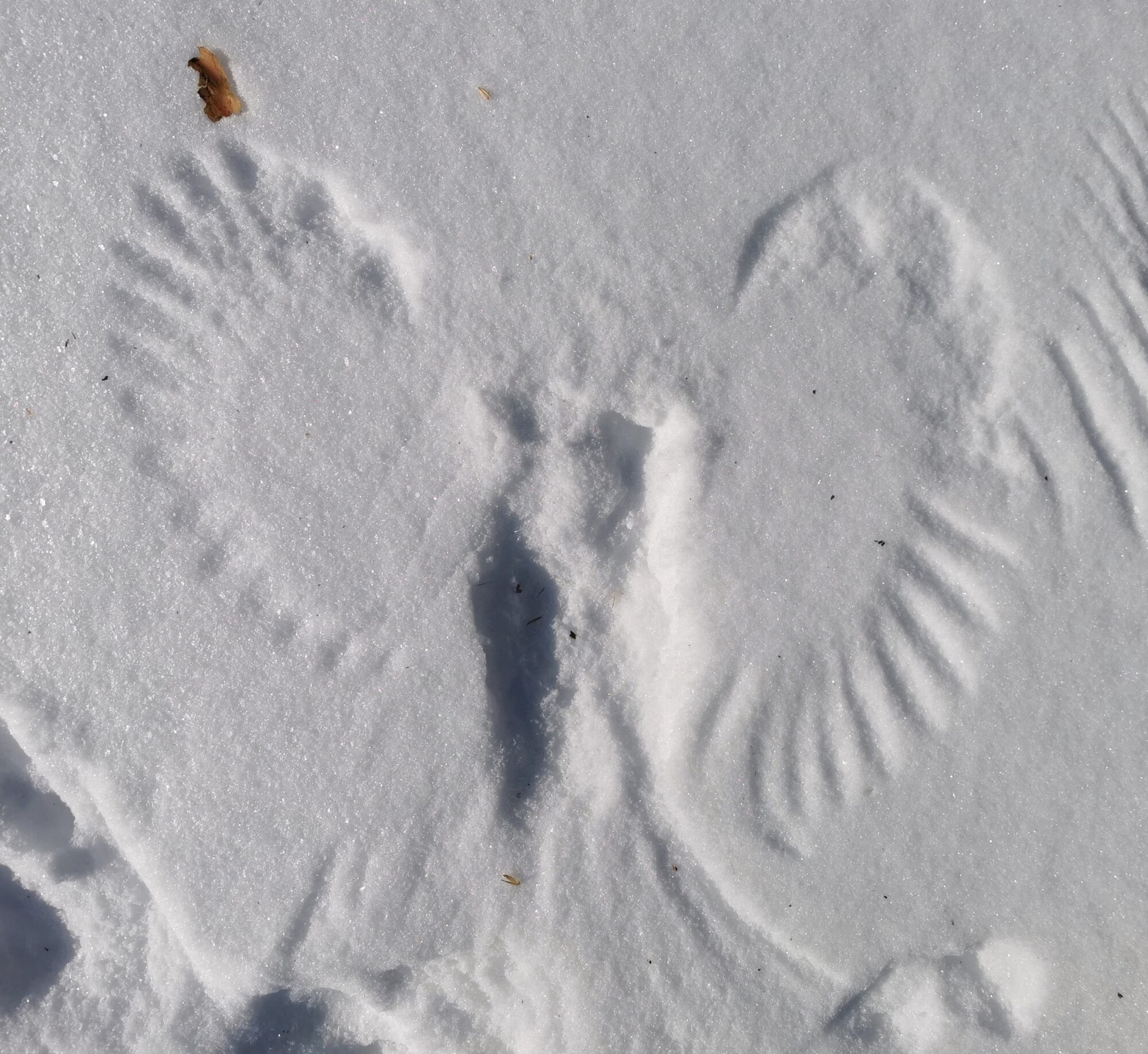 Valokuvaaja: Satu Kuningas