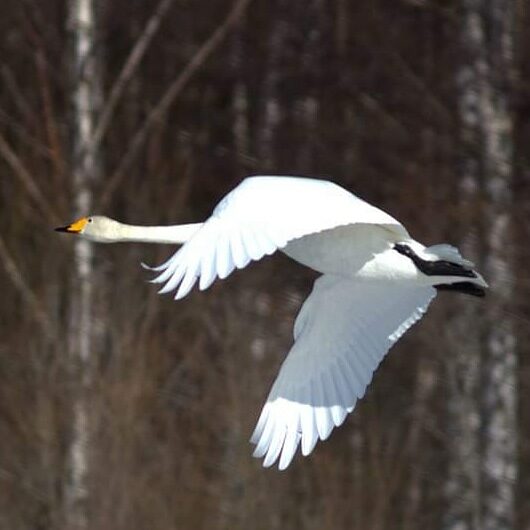 Valokuvaaja: Tapio Keinonen