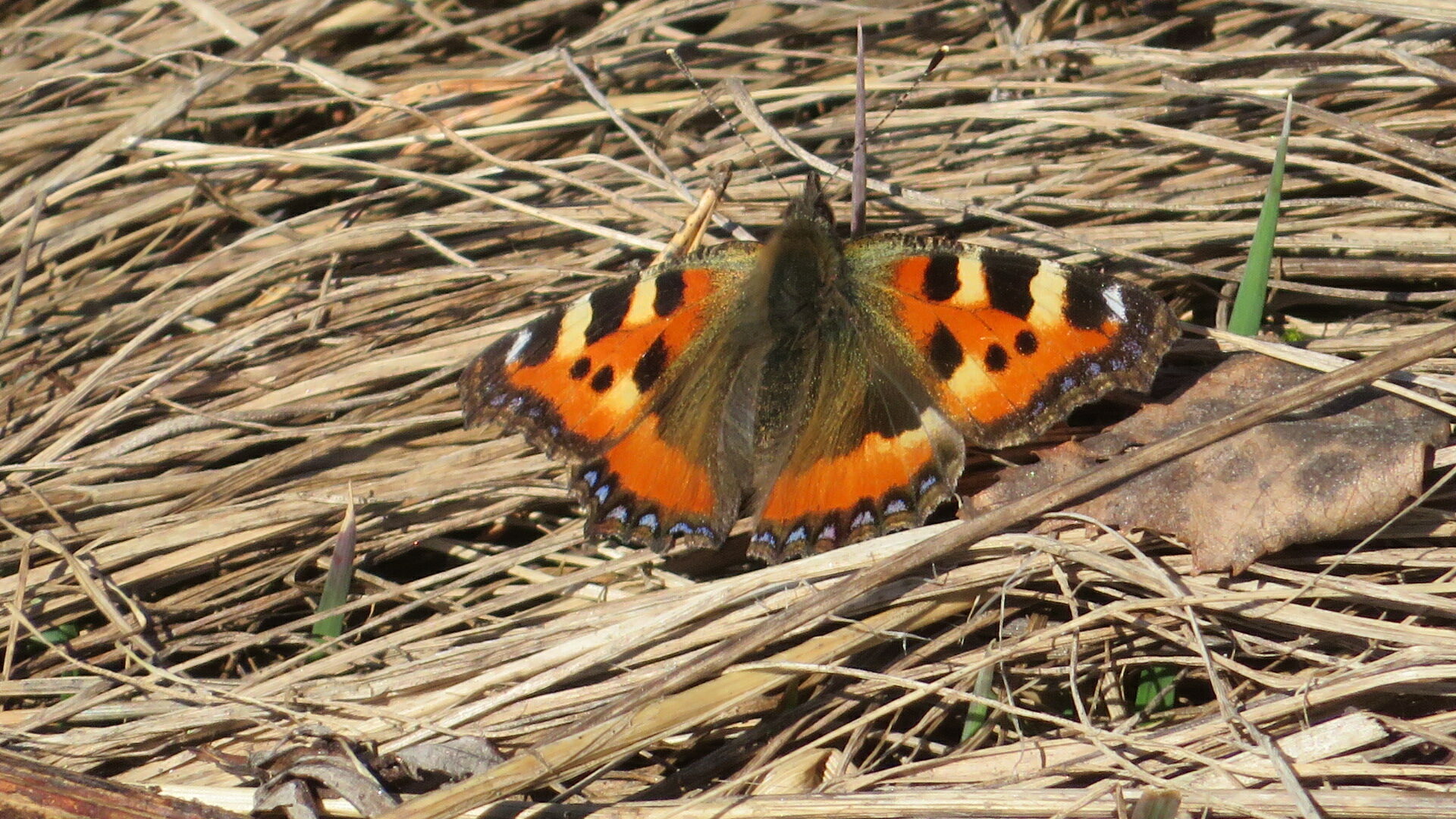 Valokuvaaja: Risto Kangassalo
