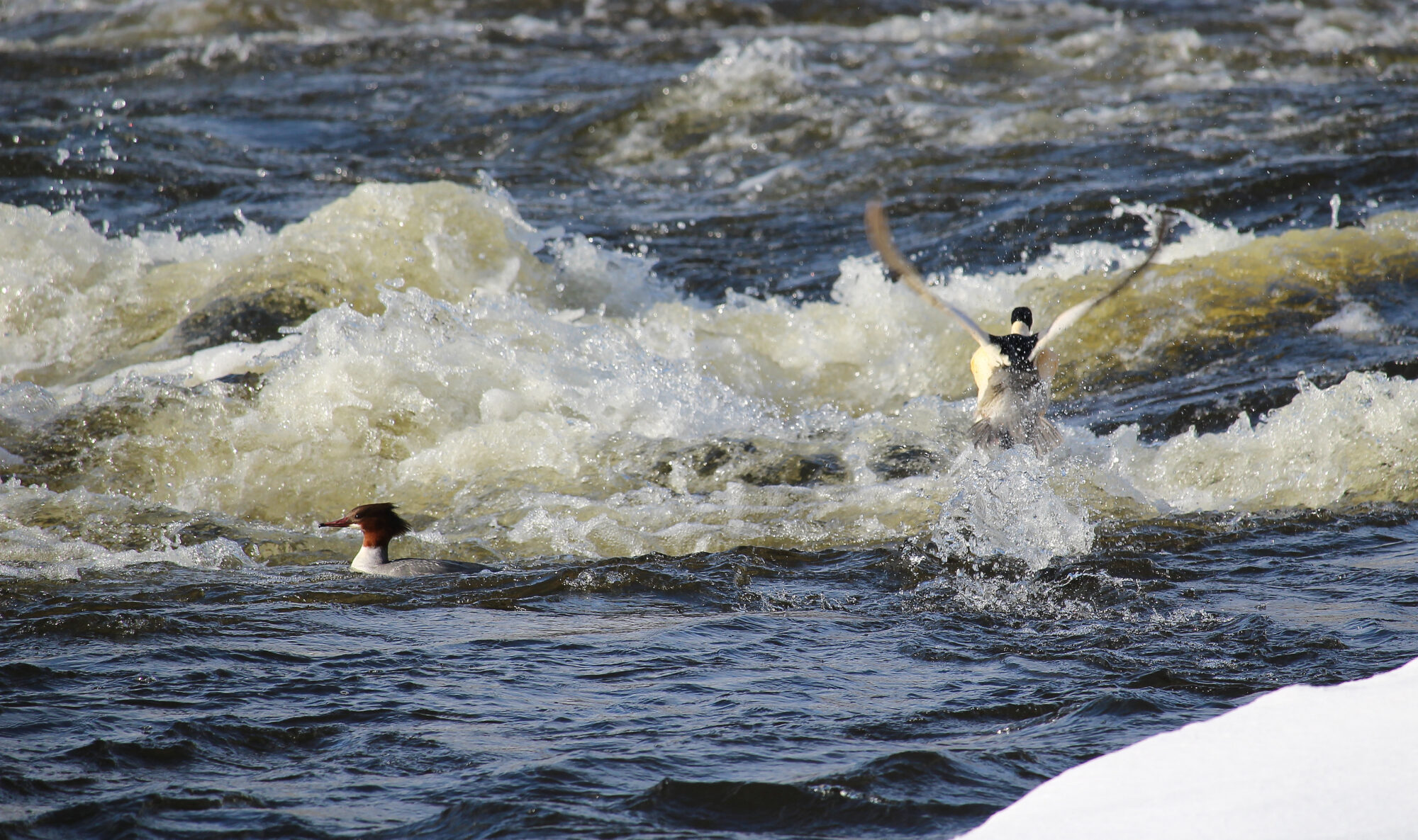 Valokuvaaja: Kirsi-Marja Joenpolvi Valokuvaaja: Kirsi-Marja Joenpolvi