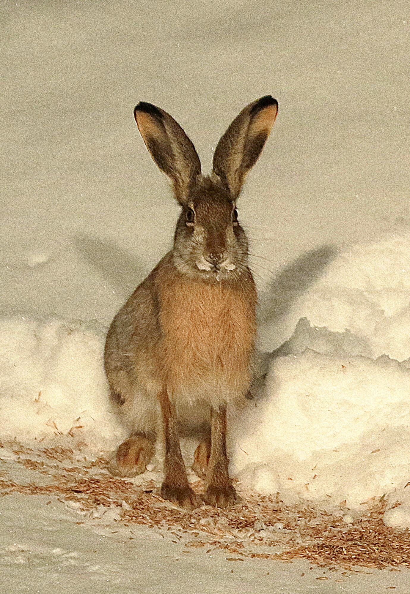 Valokuvaaja: Hannu Rasiranta